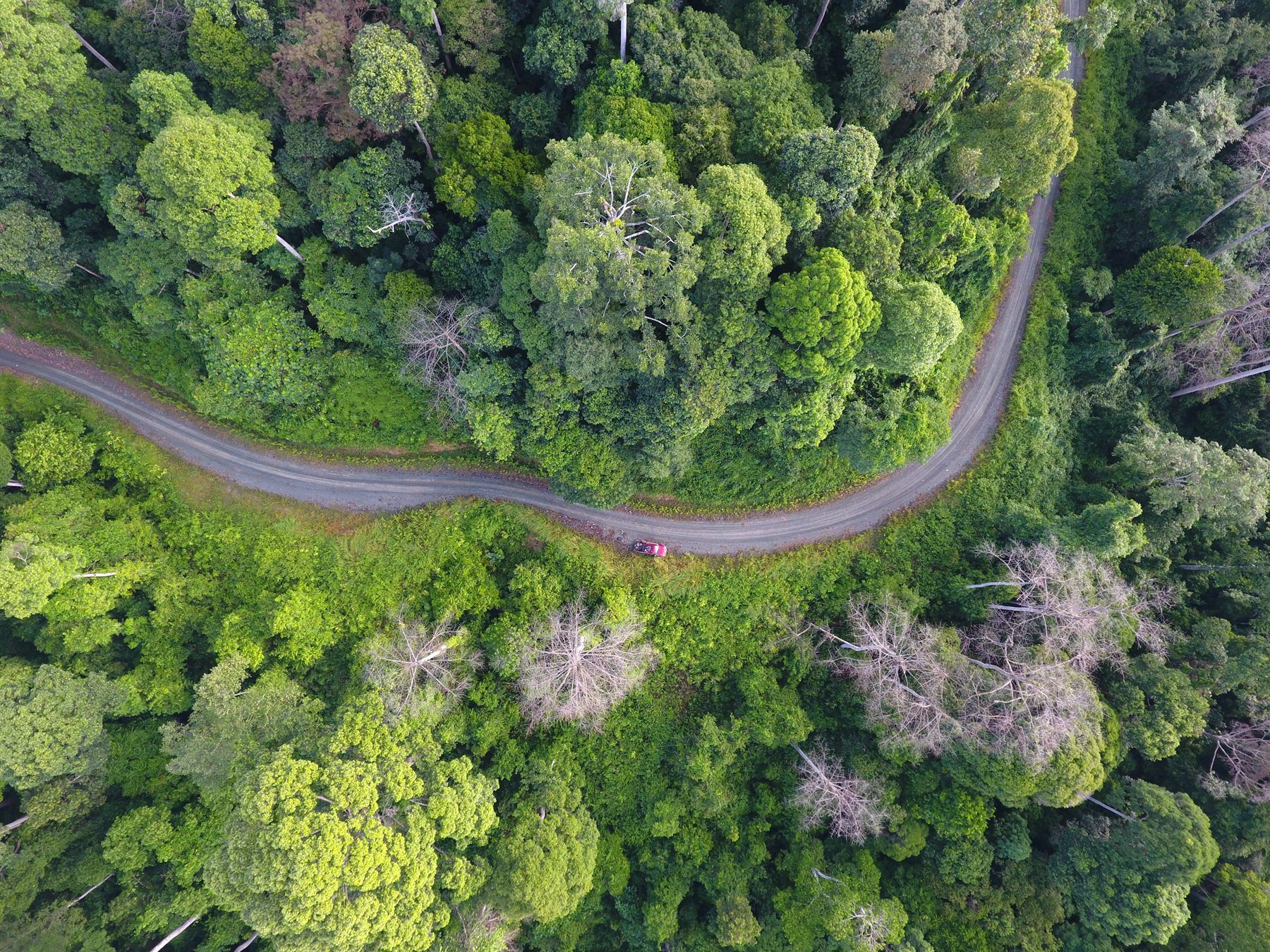 Aerial view of a forest road through Deramakot Forest Reserve