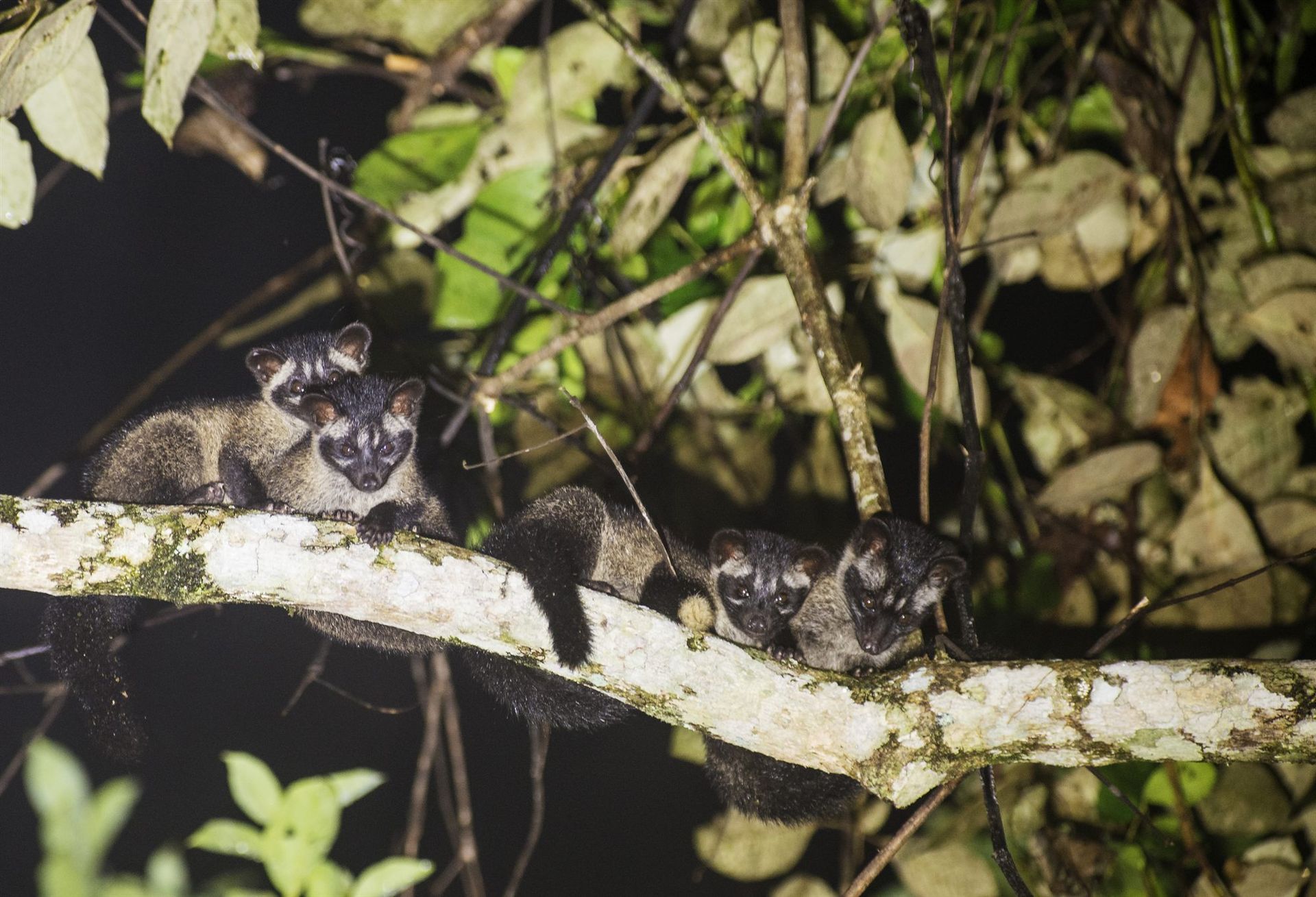 Island Palm Civet