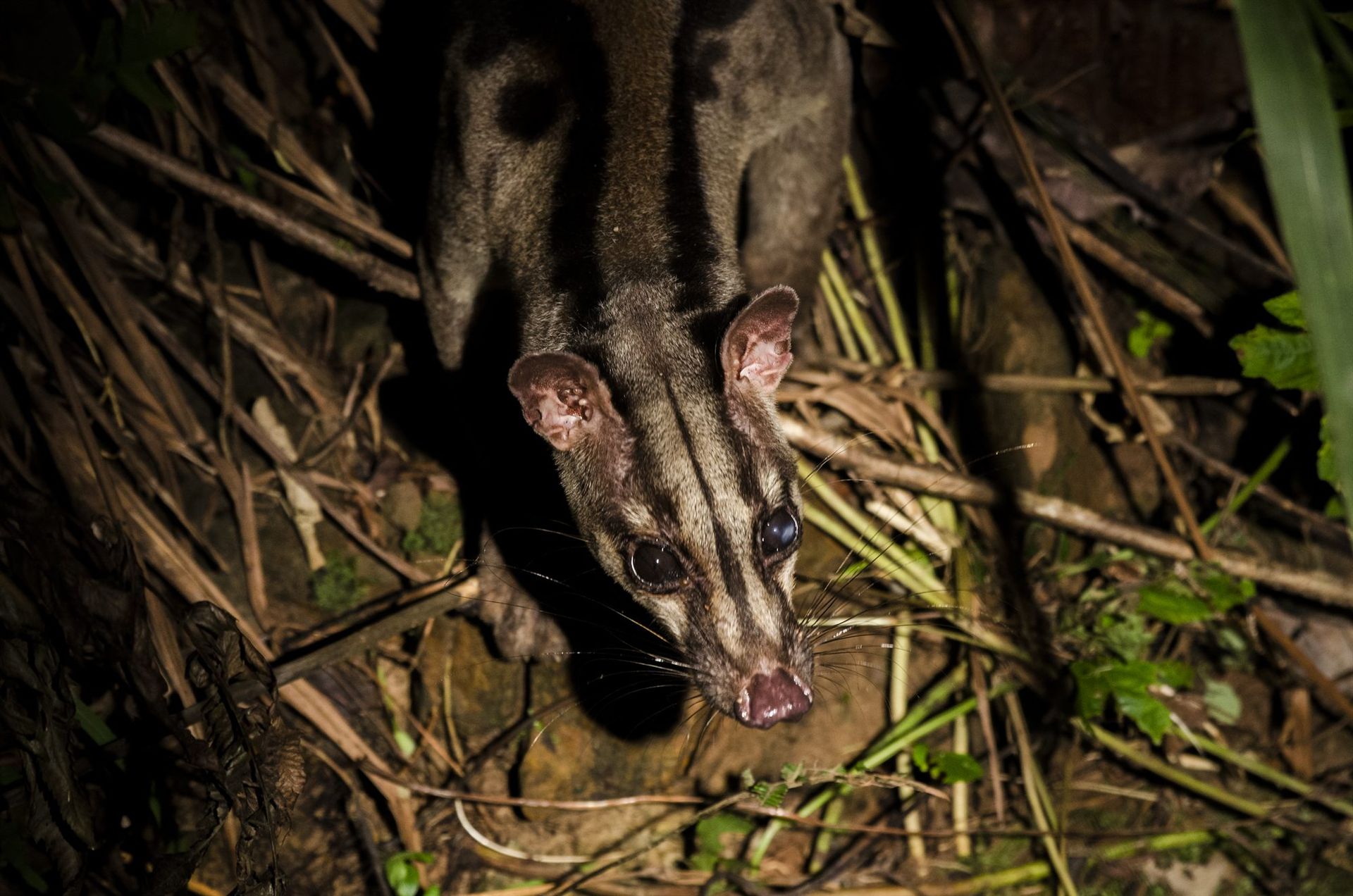 Banded Civet, Deramakot
