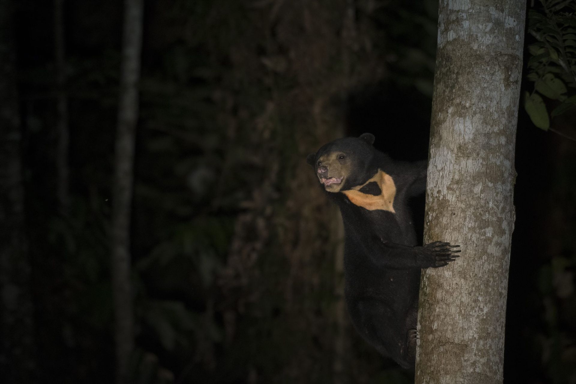 Sun Bear