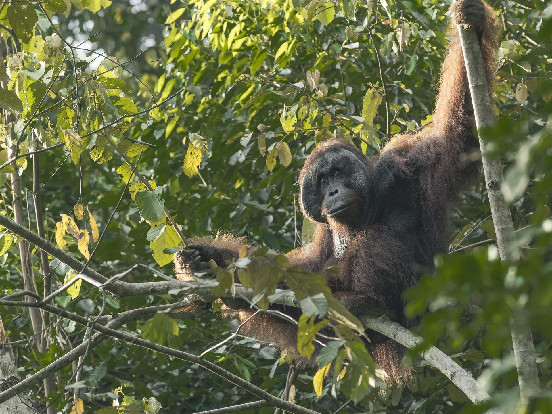 Wild Orangutan