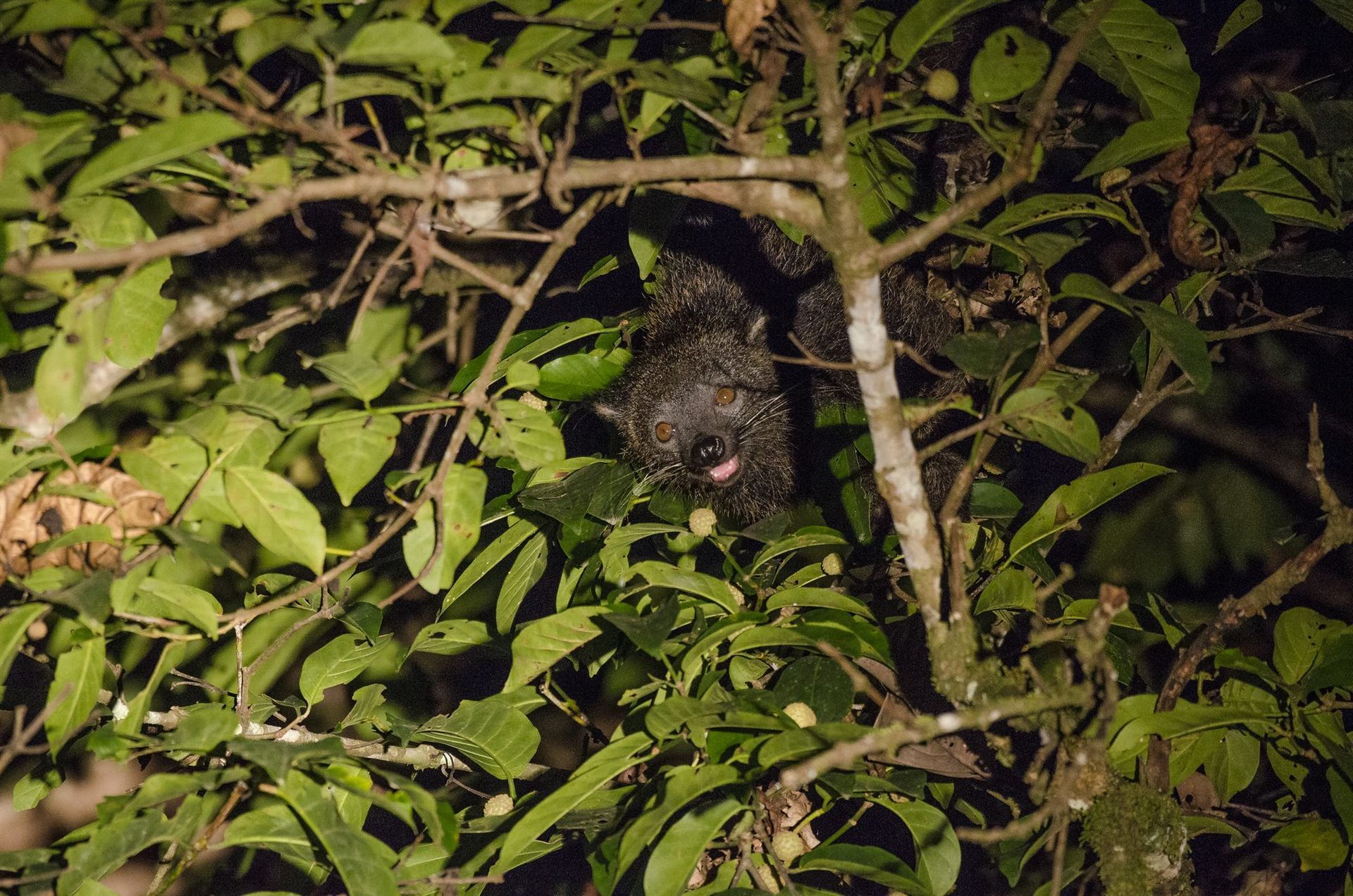Binturong