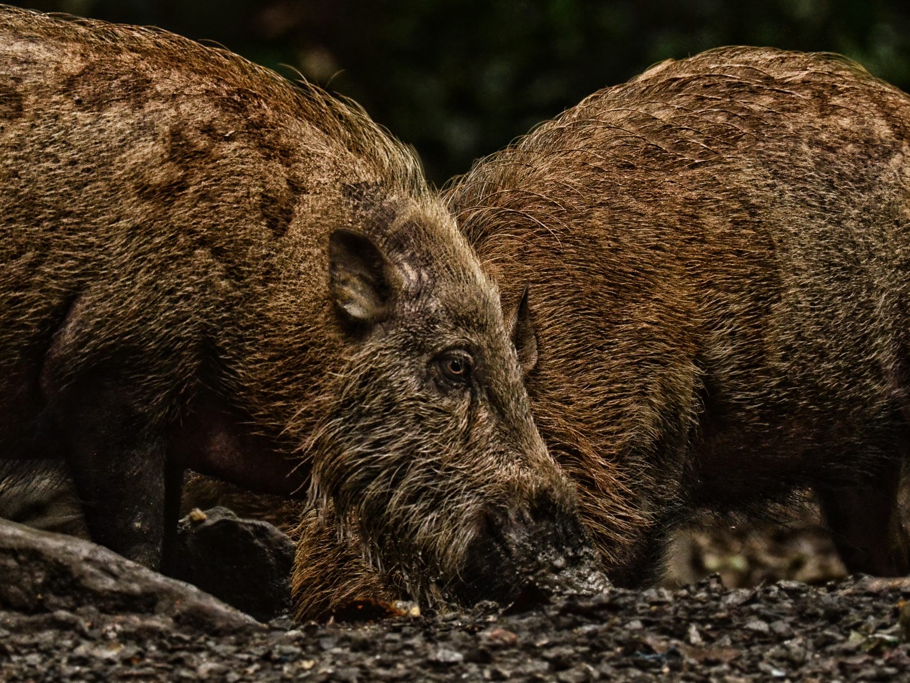 Two Bornean Bearded Pigs foraging, Deramakot