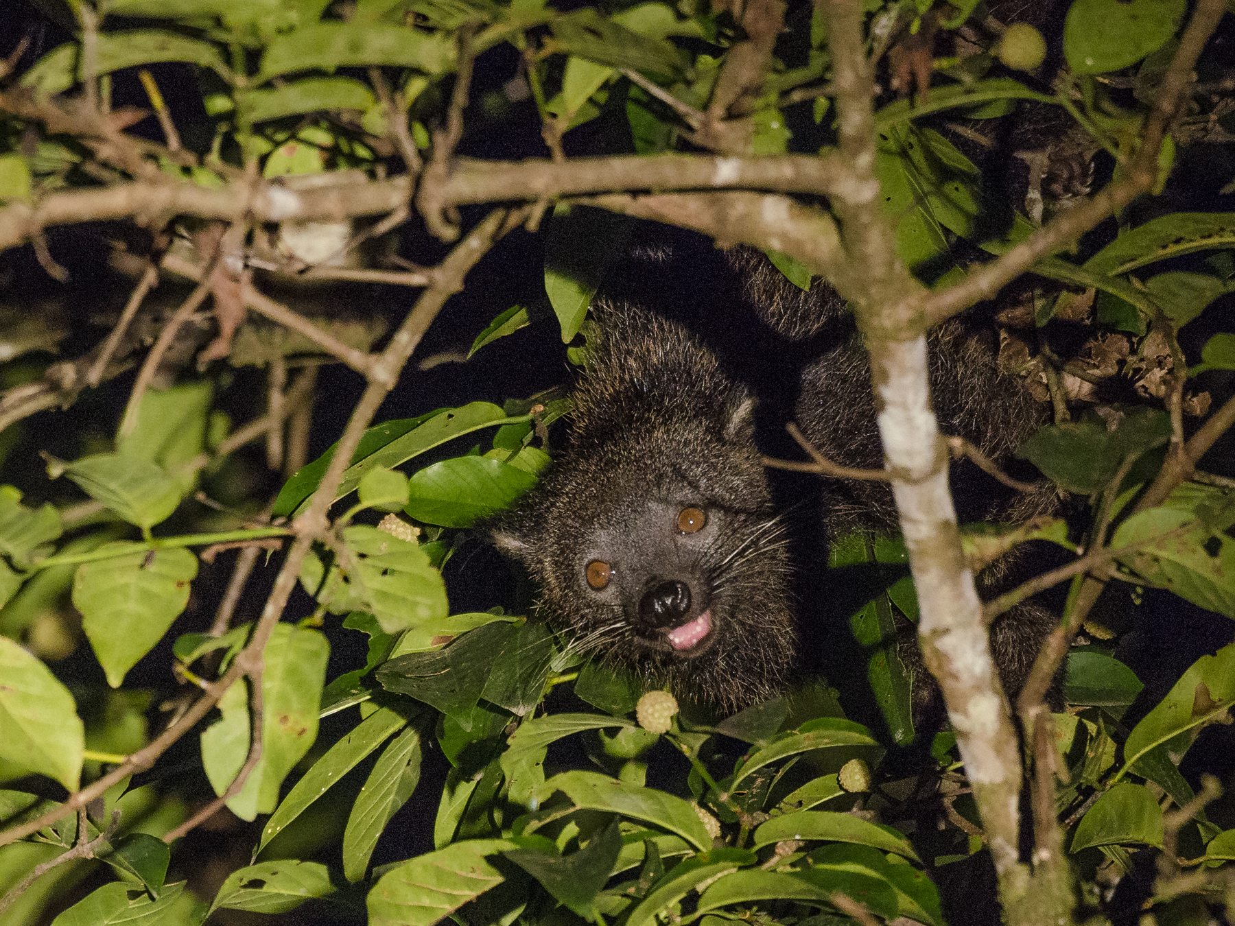Binturong in a fruiting tree at night, Deramakot