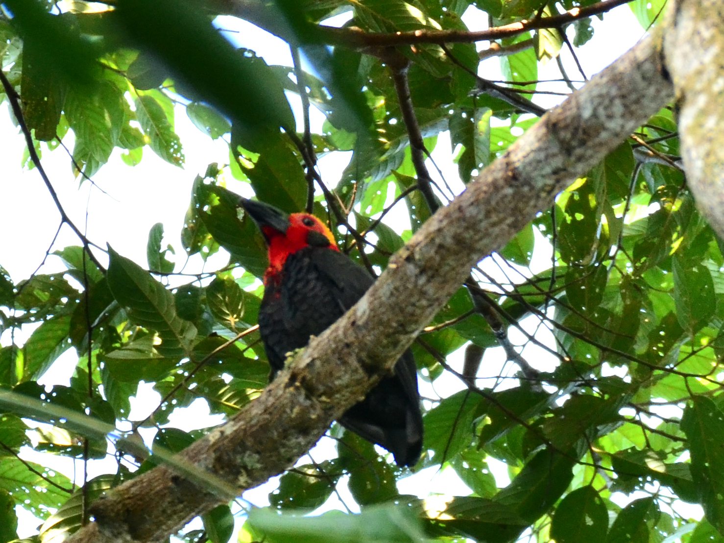 Bornean Bristlehead perched in the canopy, Deramakot