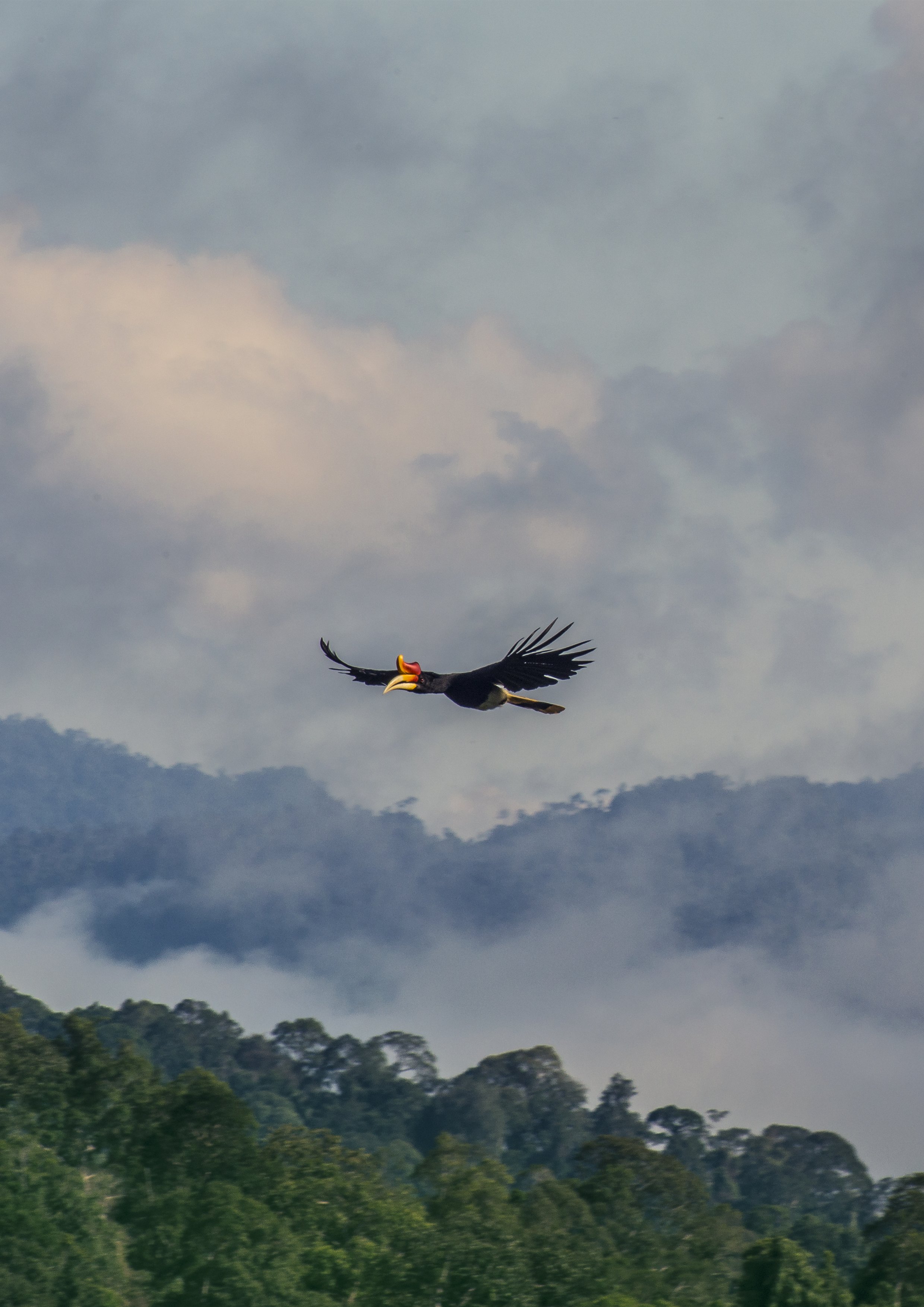 Rhinoceros Hornbill flying over misty Deramakot forest