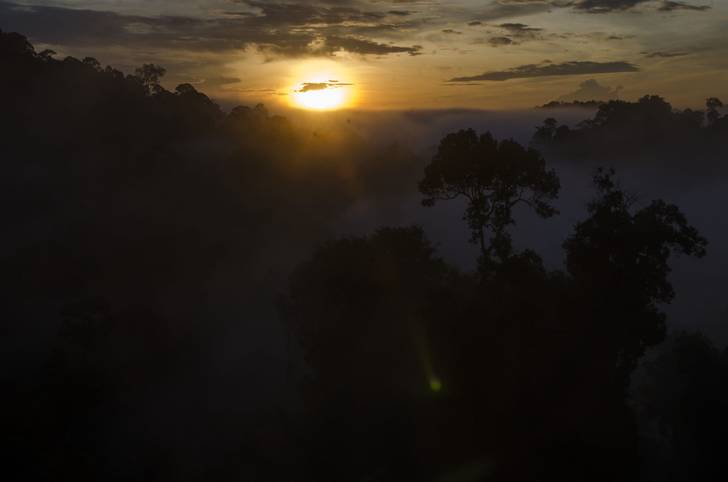 Sun setting over misty Deramakot canopy