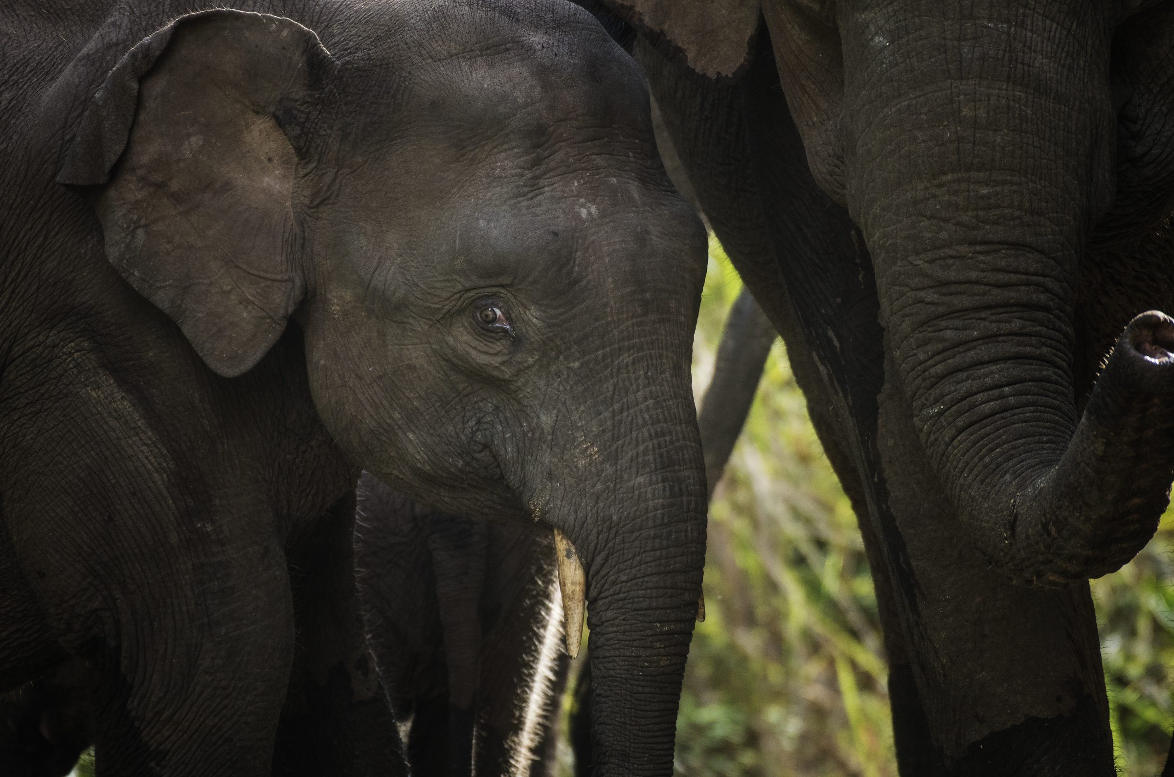 Bornean Pygmy Elephant herd, close-up, Deramakot
