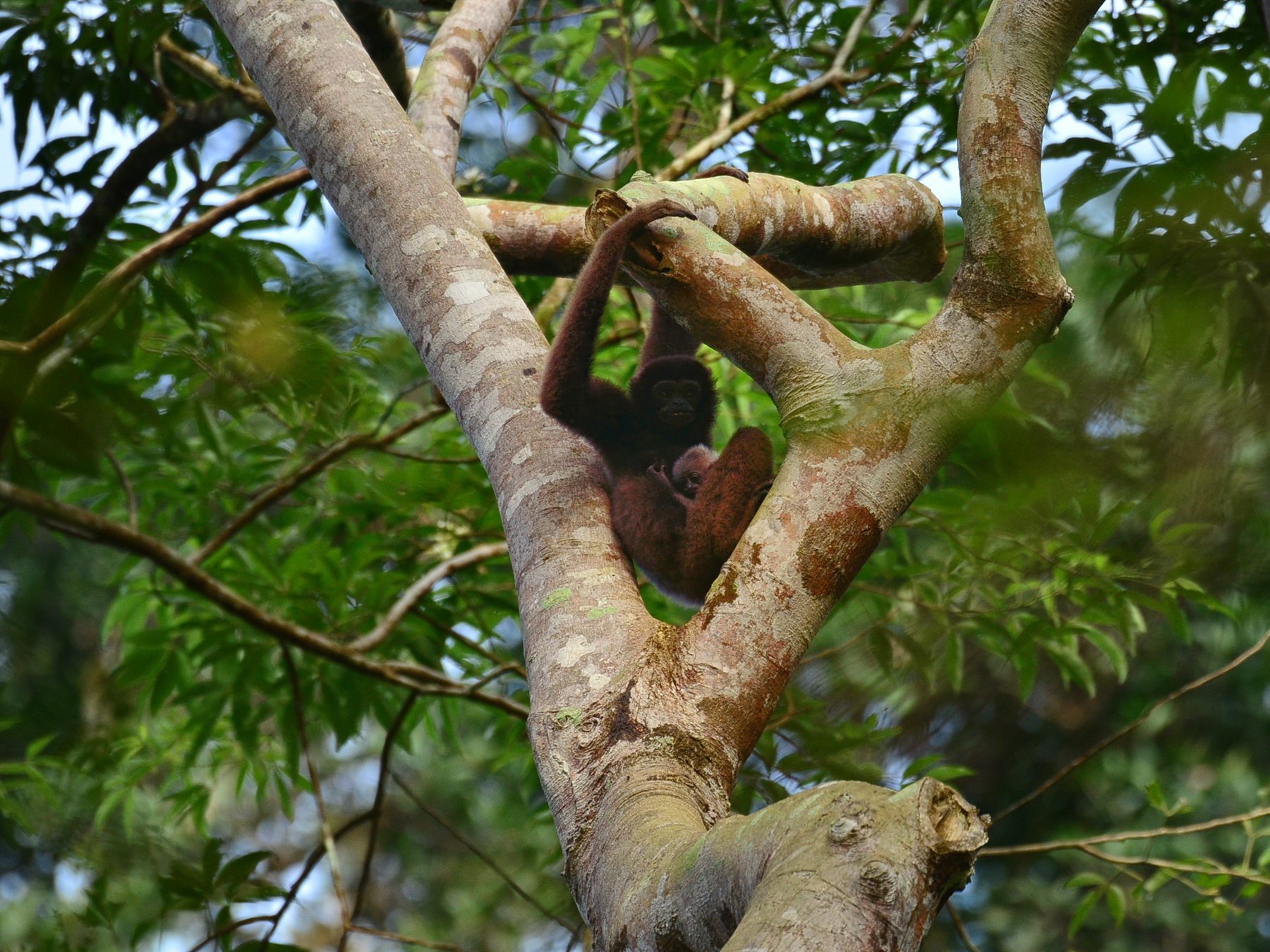 Bornean Gibbon mother and baby in a tree, Deramakot