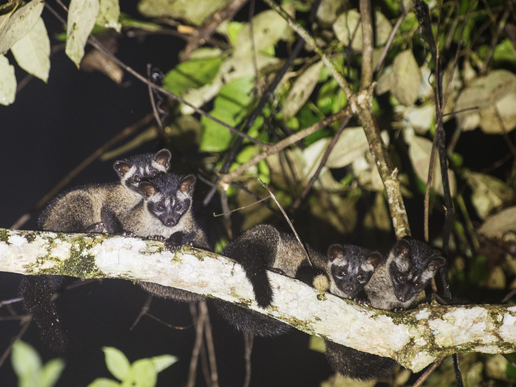 Island Palm Civets on a branch at night, Deramakot