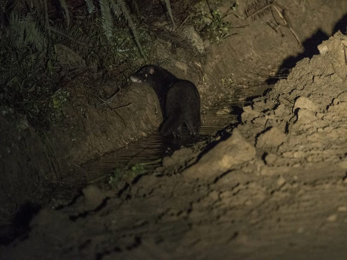 Otter Civet on a muddy bank at night, Deramakot
