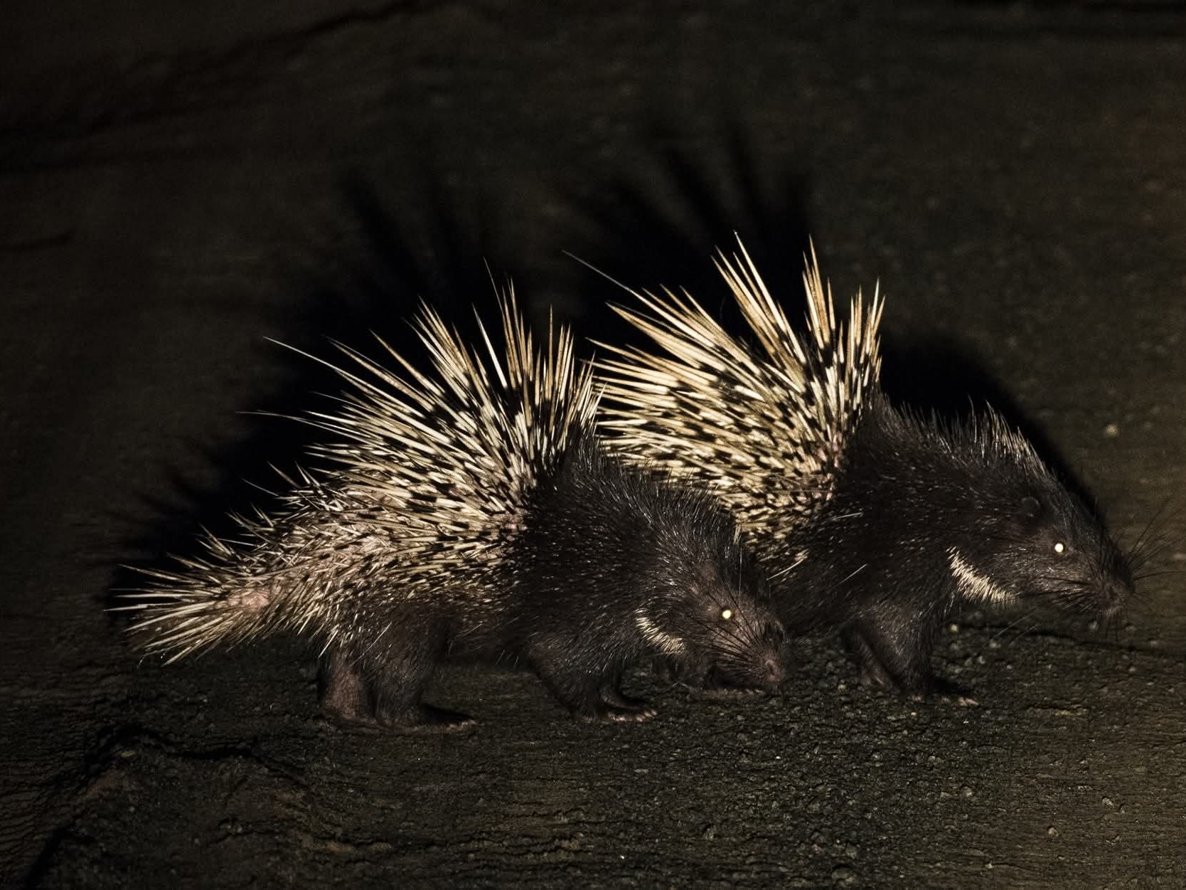 Malayan Porcupines on a forest road at night, Deramakot