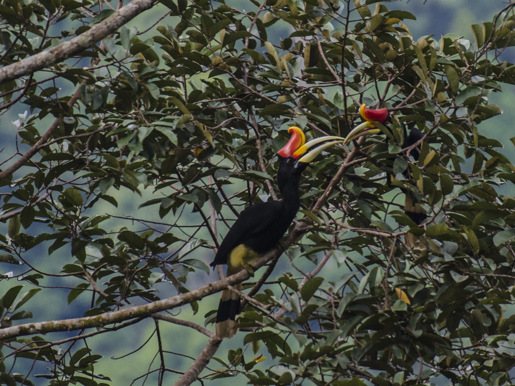 Pair of Rhinoceros Hornbills in a tree, Deramakot