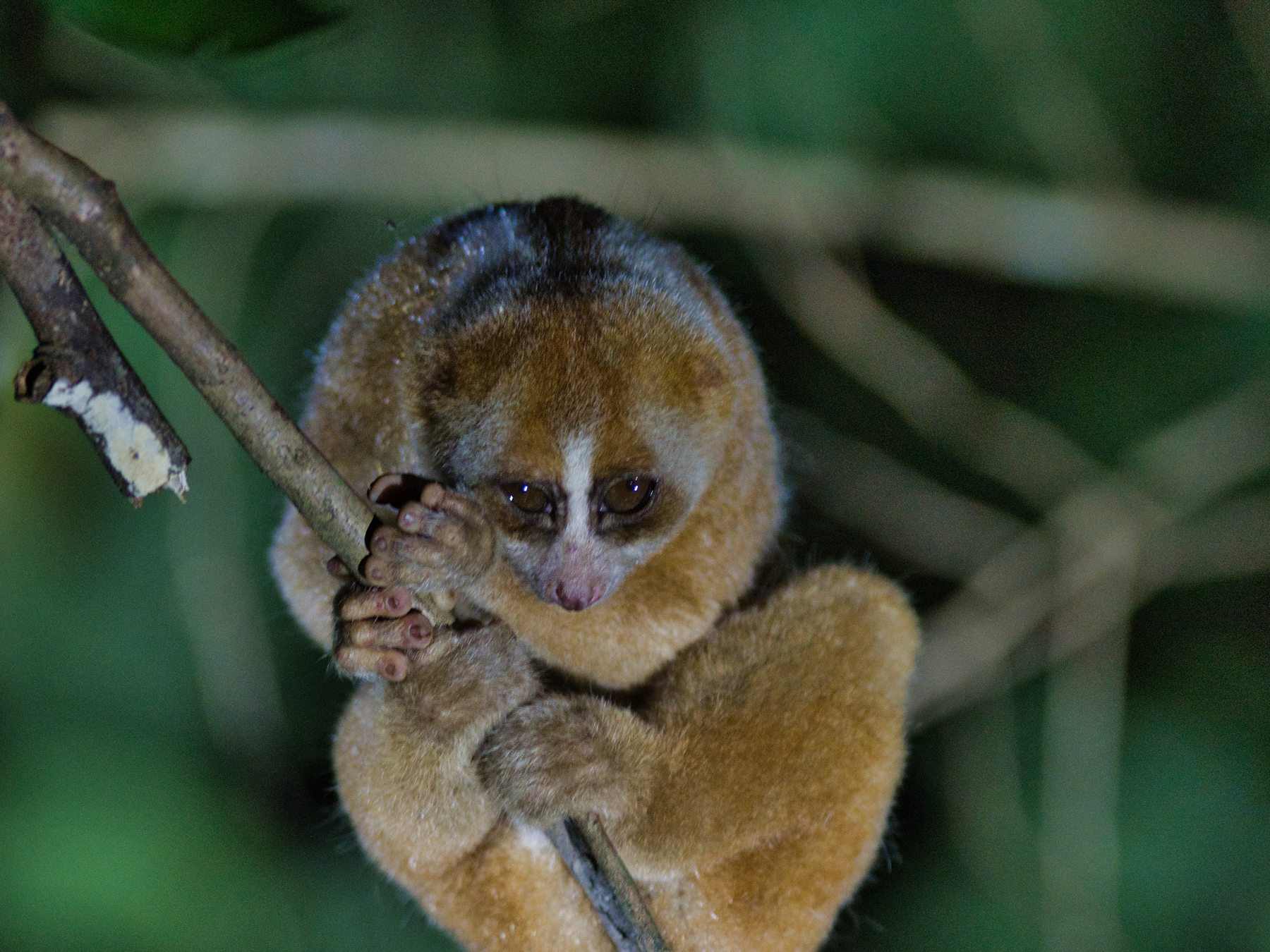 Philippine Slow Loris gripping a branch, Deramakot