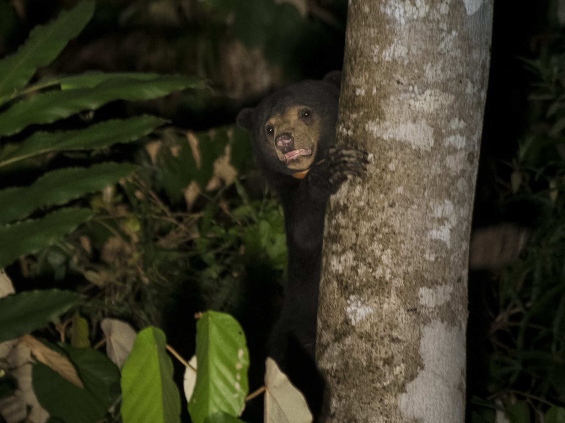Sun Bear climbing a tree trunk at night, Deramakot