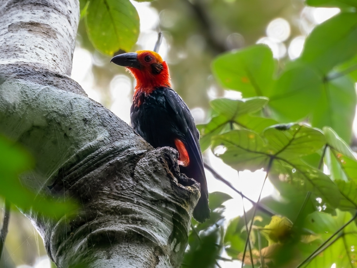 Bornean Bristlehead perched, Deramakot