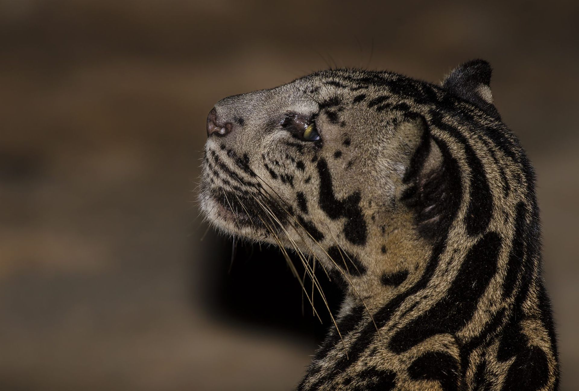 Sunda Clouded Leopard portrait, Deramakot