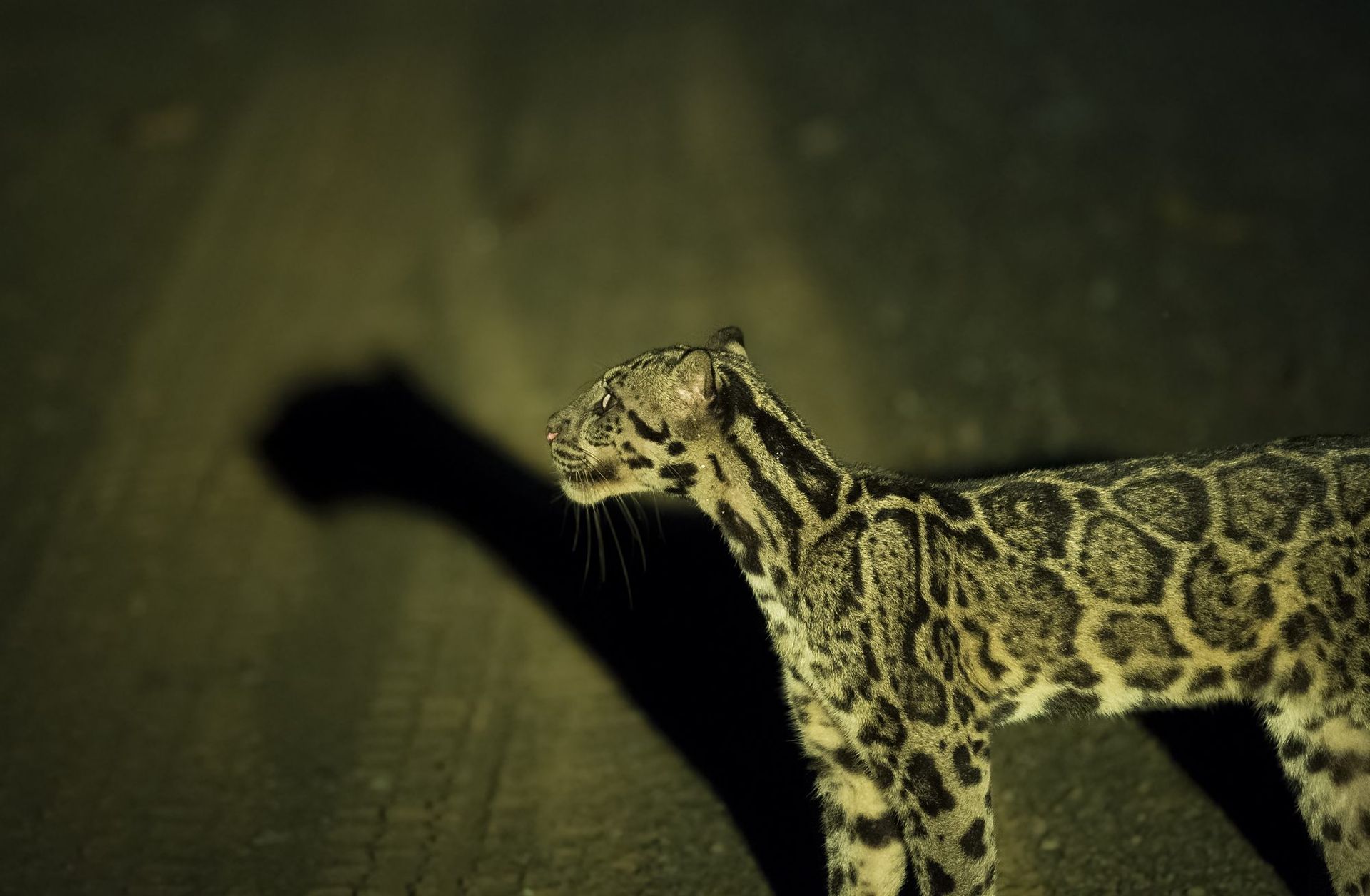 Sunda Clouded Leopard