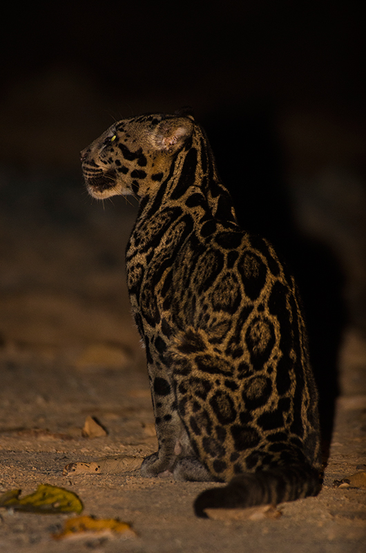 Sunda Clouded Leopard seated on a forest road at night, Deramakot
