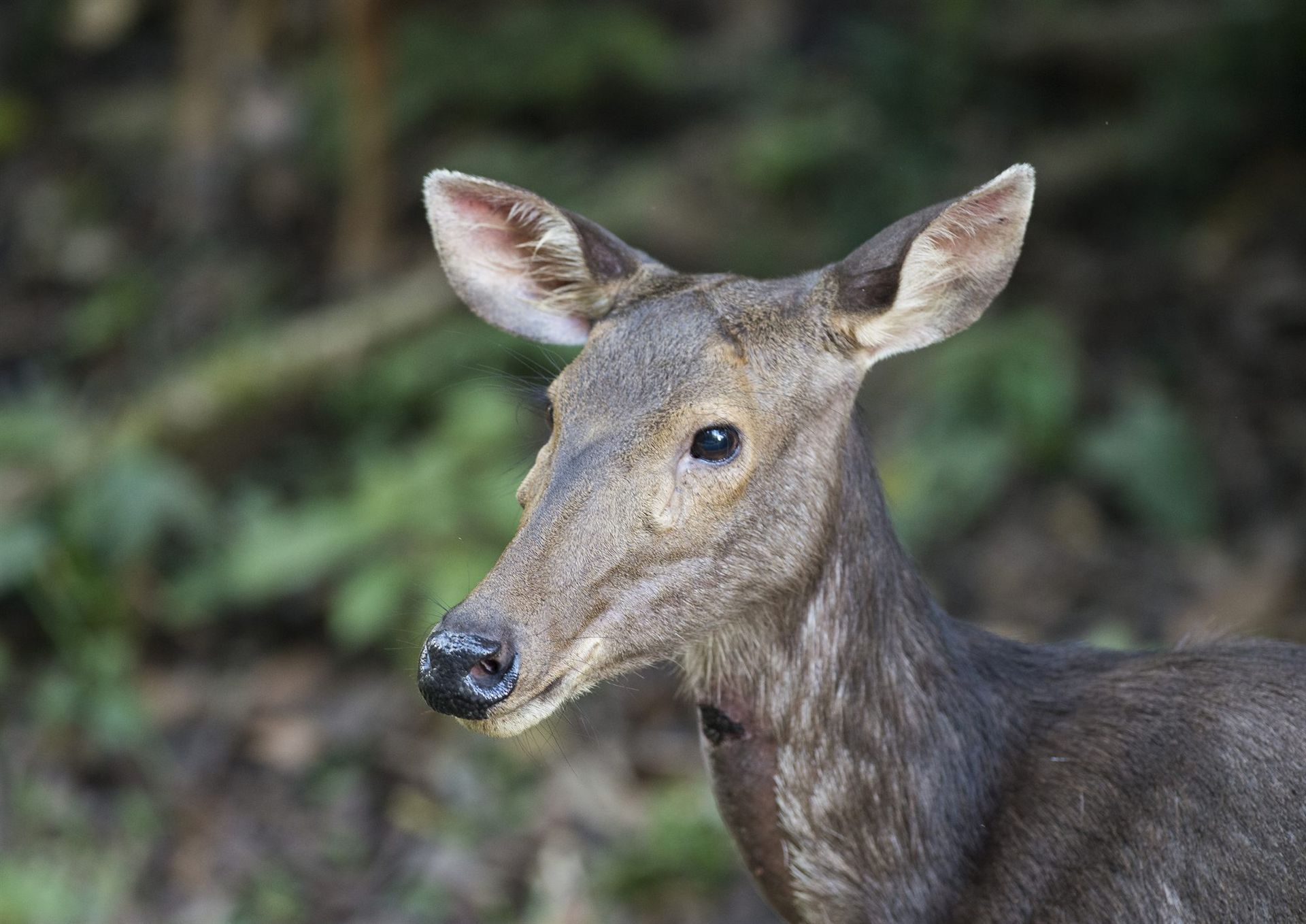 Sambar Deer