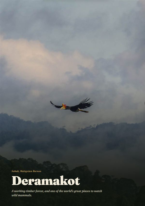 Cover of the Deramakot book: a Rhinoceros Hornbill flying over misty forest