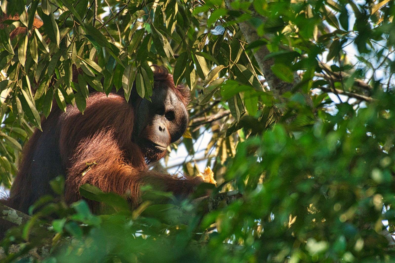A wild orangutan feeding on durian at close to eye level beside a Deramakot forest road