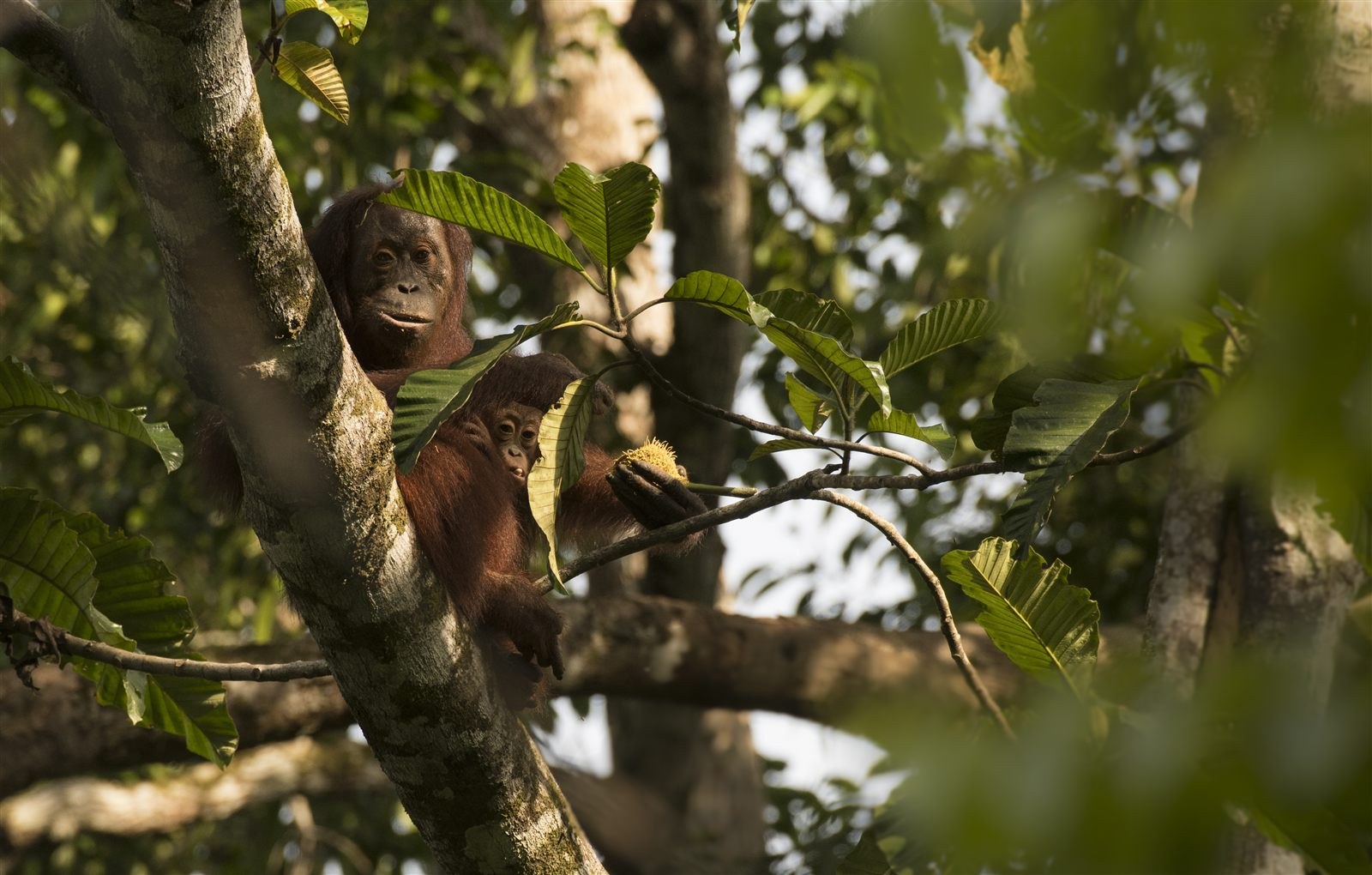 An orangutan mother with her infant, photographed in Deramakot Forest Reserve
