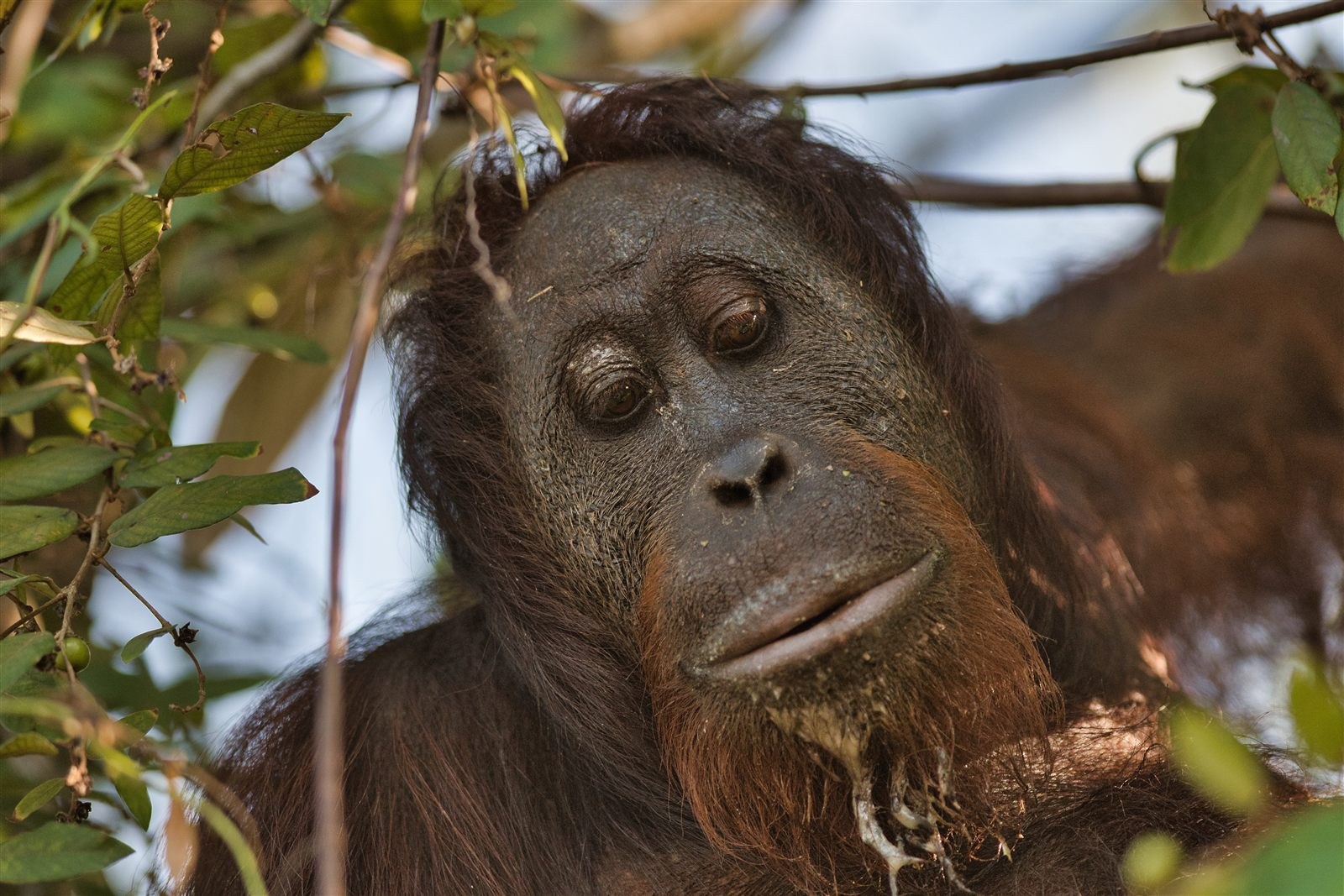 A wild orangutan in Deramakot Forest Reserve, one of the species most frequently recorded at the reserve's natural salt licks
