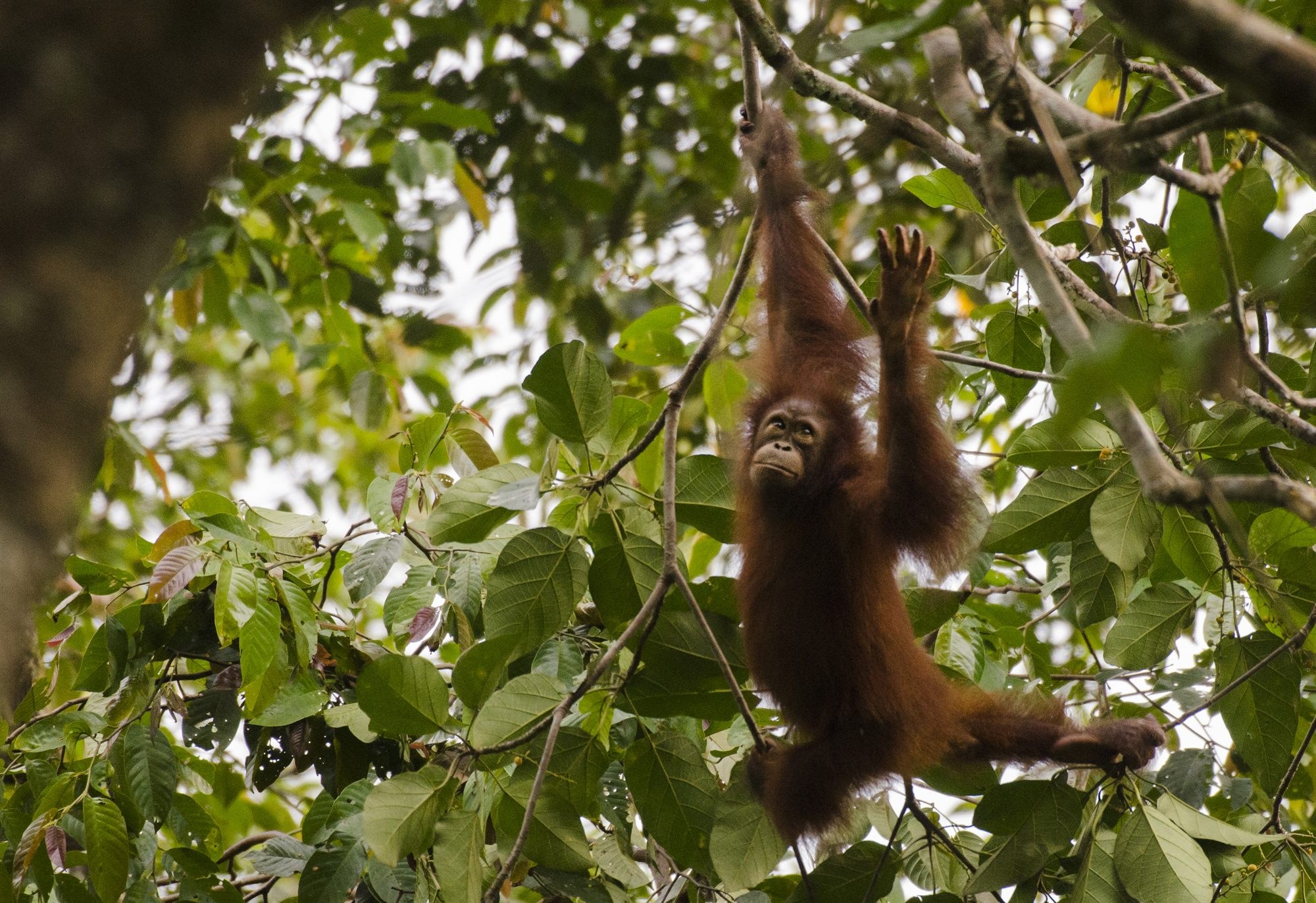 A wild orangutan swinging through the canopy in Deramakot Forest Reserve