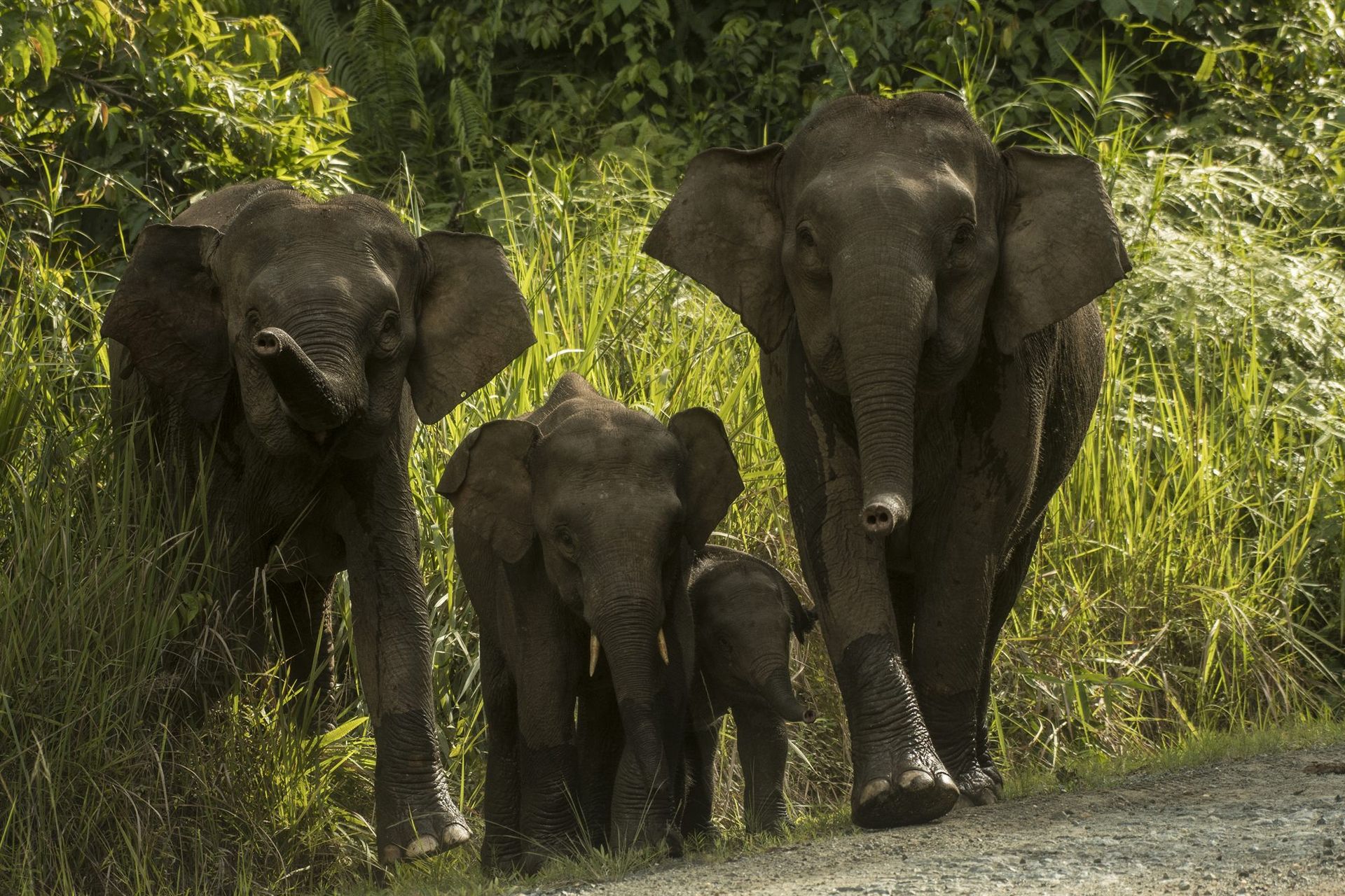 Pygmy Elephant