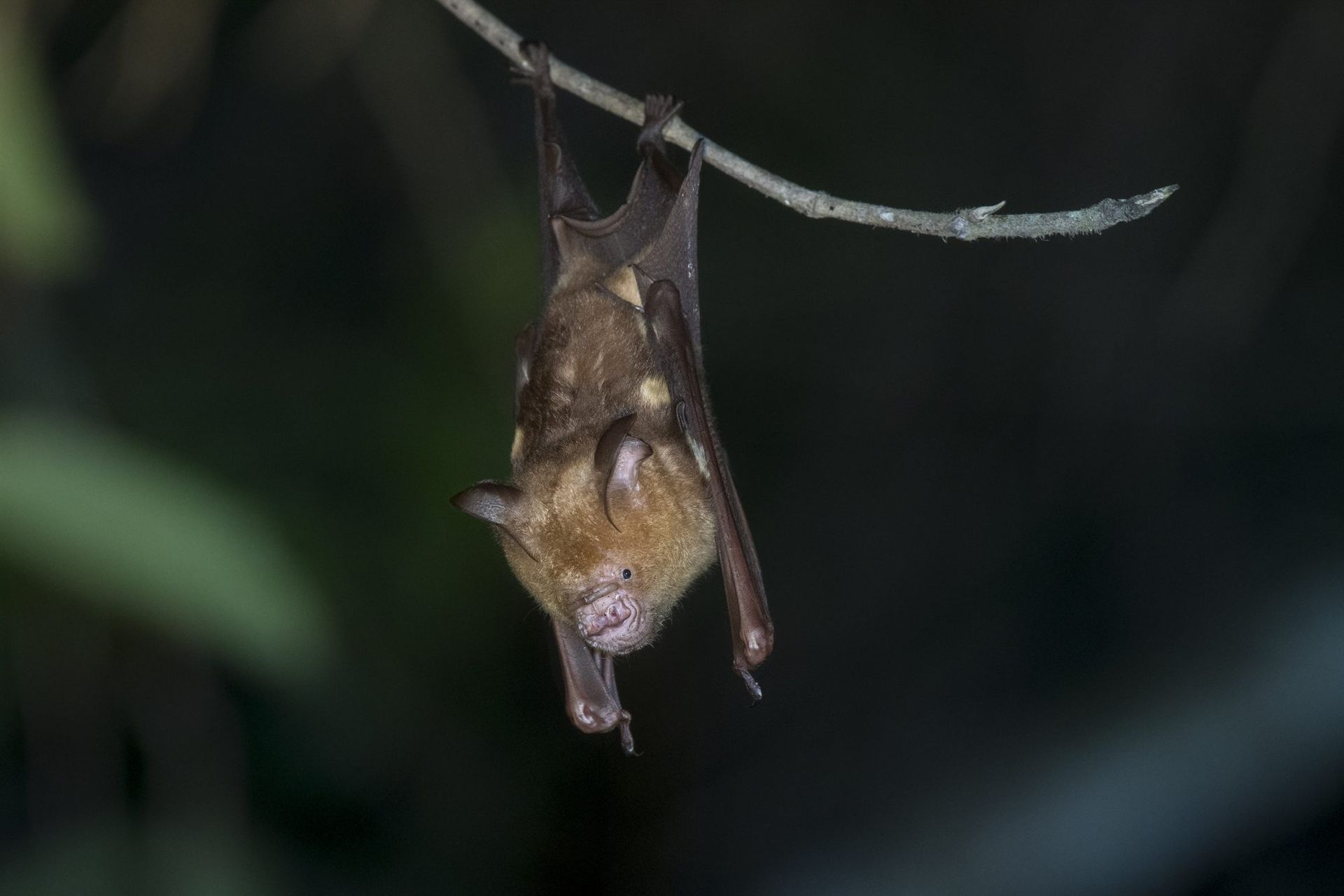 Roundleaf Bat hanging in forest, Deramakot night walk