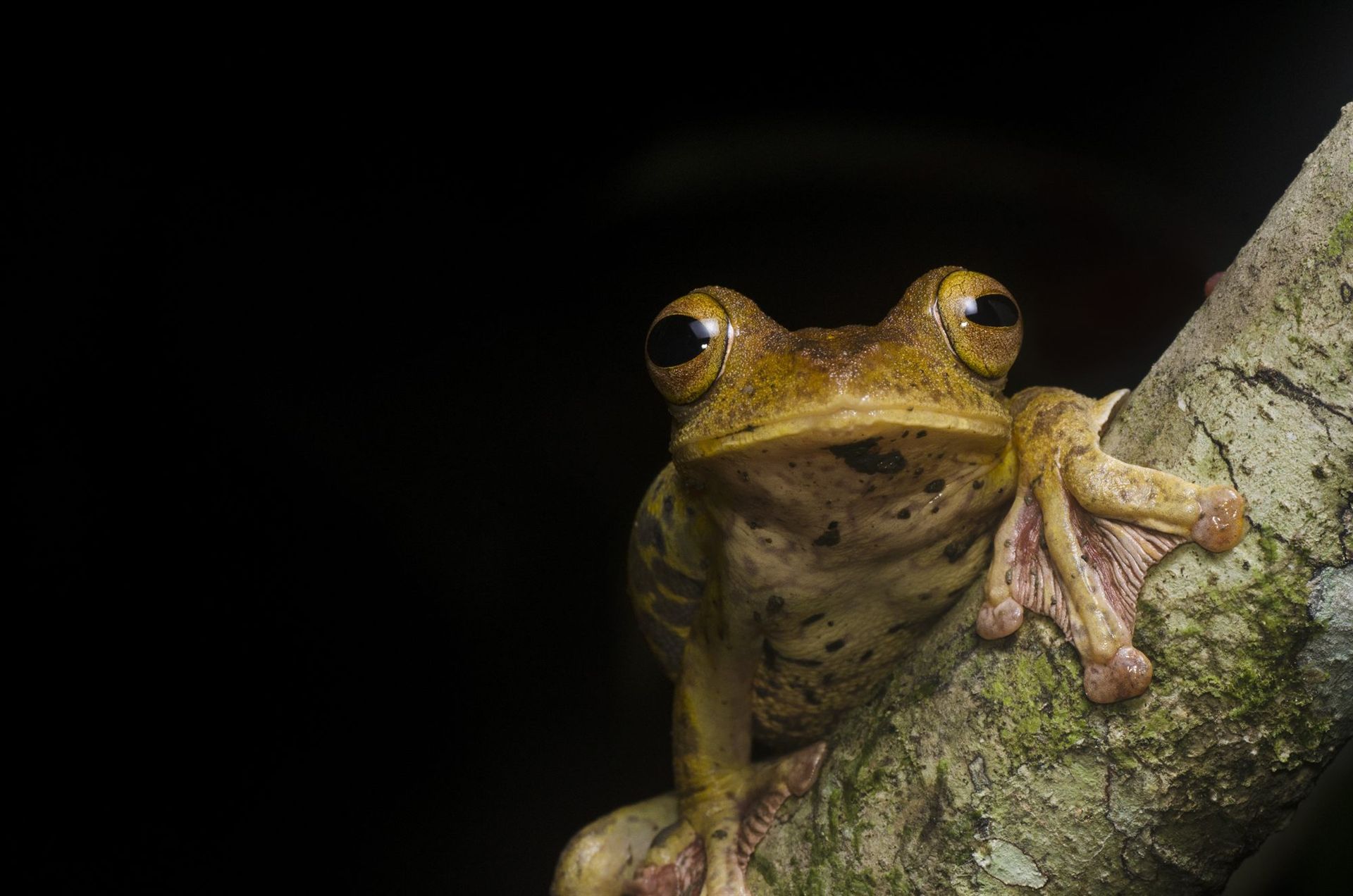 Flying frog, one of over 70 amphibian species on the Sabah lowland amphibian checklist