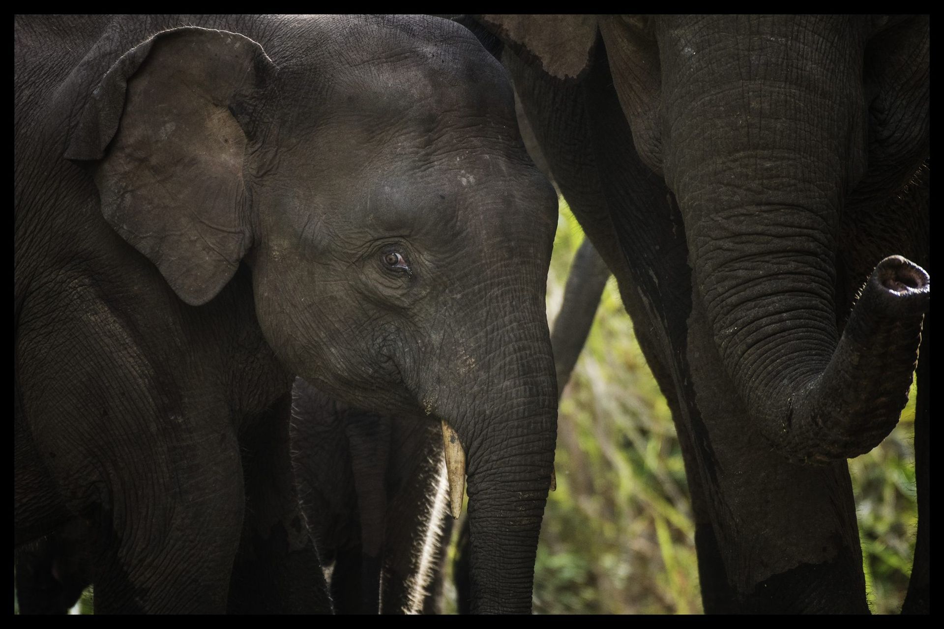 Baby Borneo Pygmy Elephant with adult, Deramakot