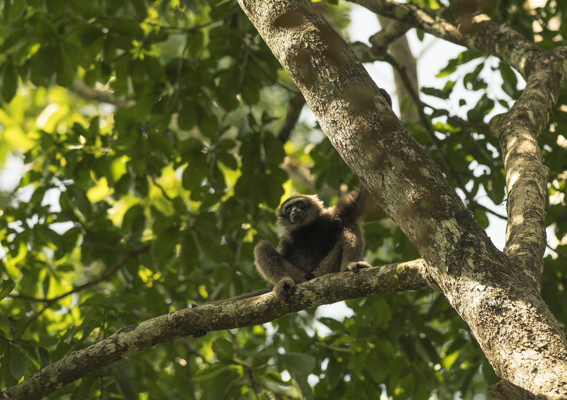 Bornean Gibbon