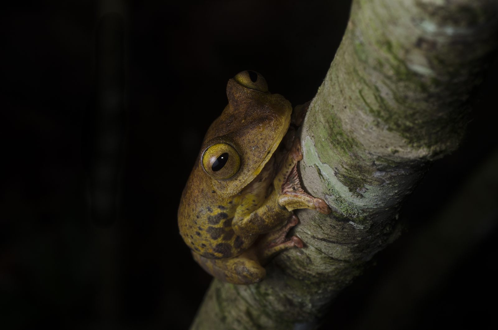 Harlequin Tree Frog clinging to a branch at night, Deramakot