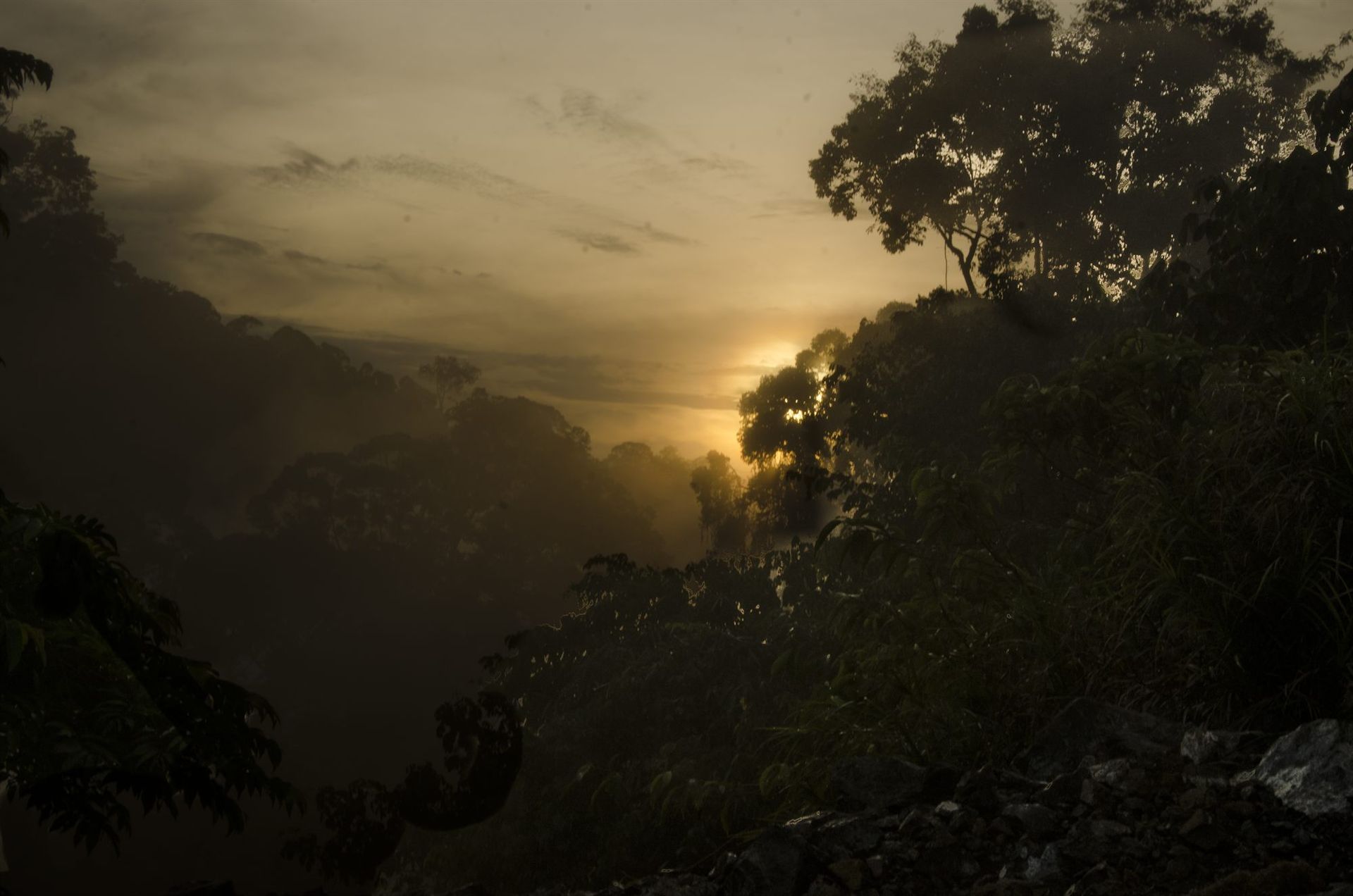 Morning light through Deramakot lush rainforest