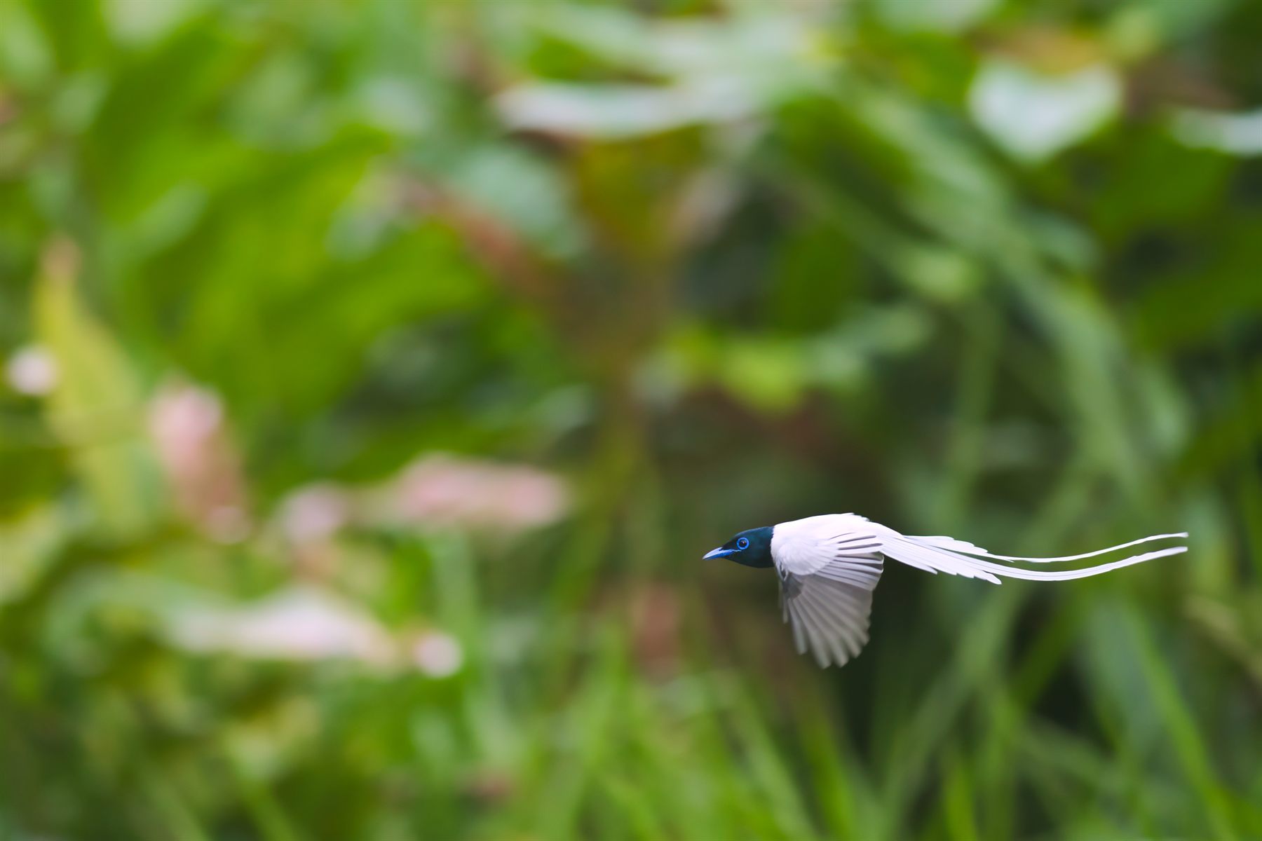 Blyth's Paradise-flycatcher in flight, Deramakot