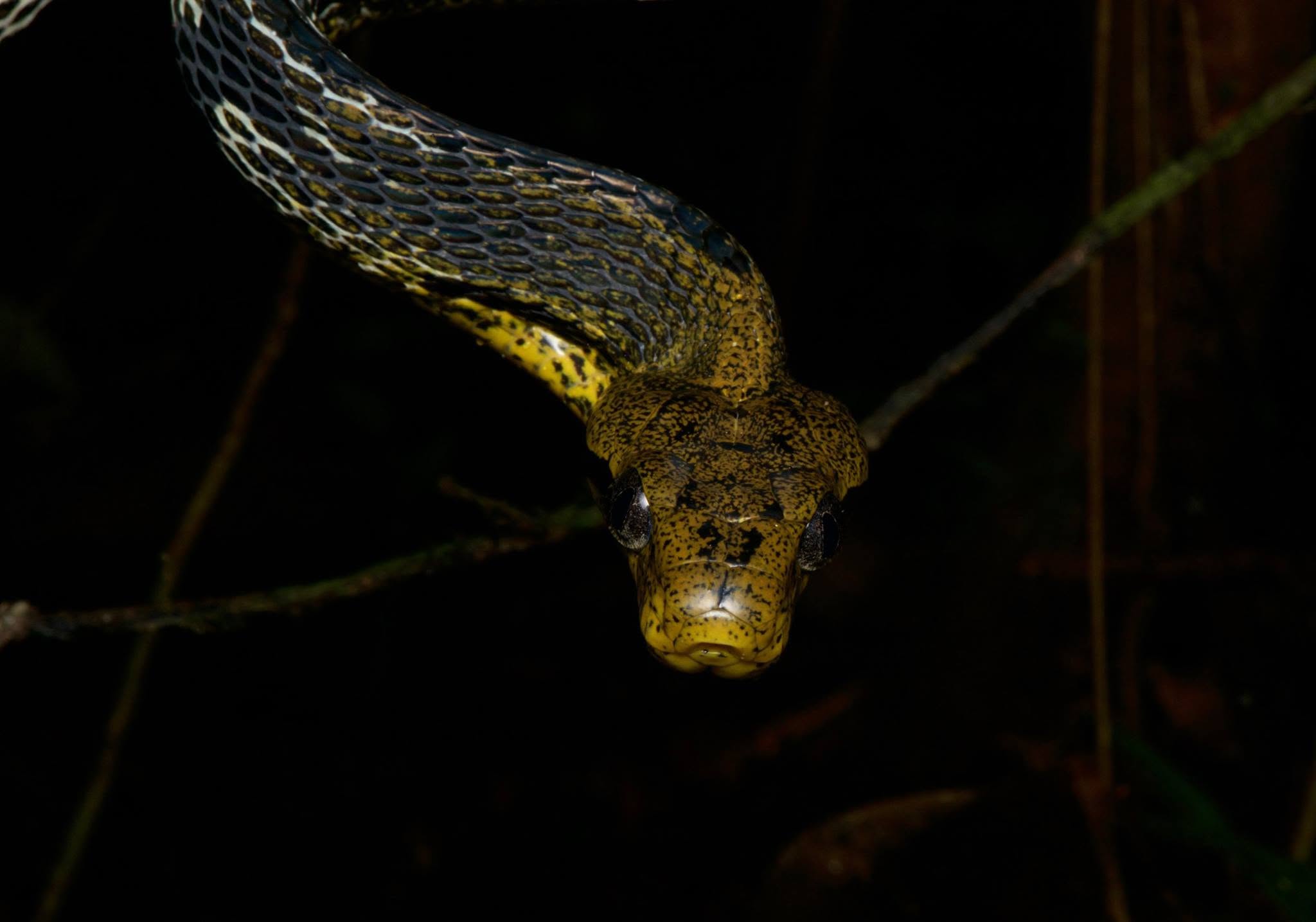 Dog-toothed Cat Snake hanging from a branch at night, Deramakot