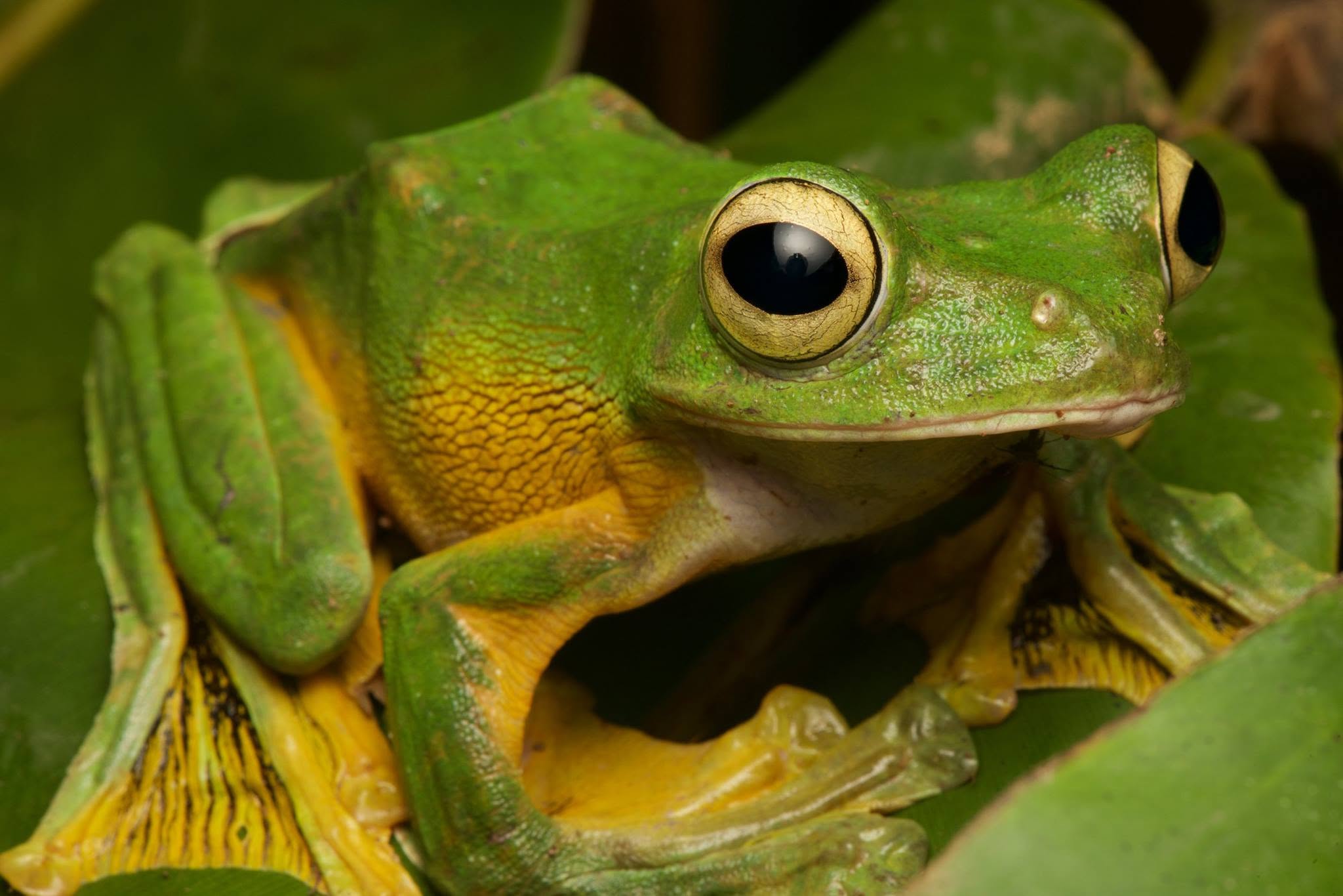 Wallace's Flying Frog with large golden eyes and webbed feet, Deramakot