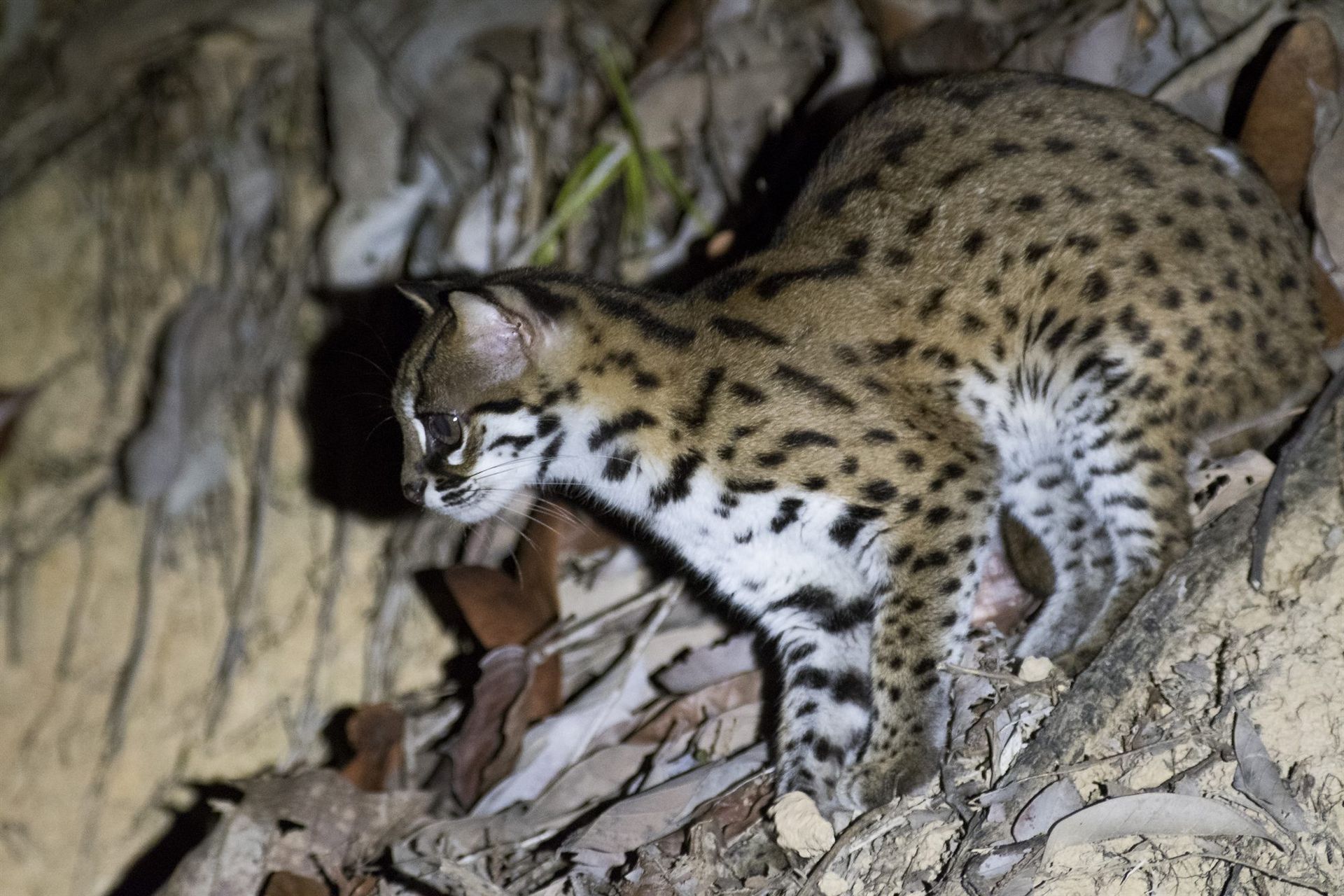 Leopard Cat