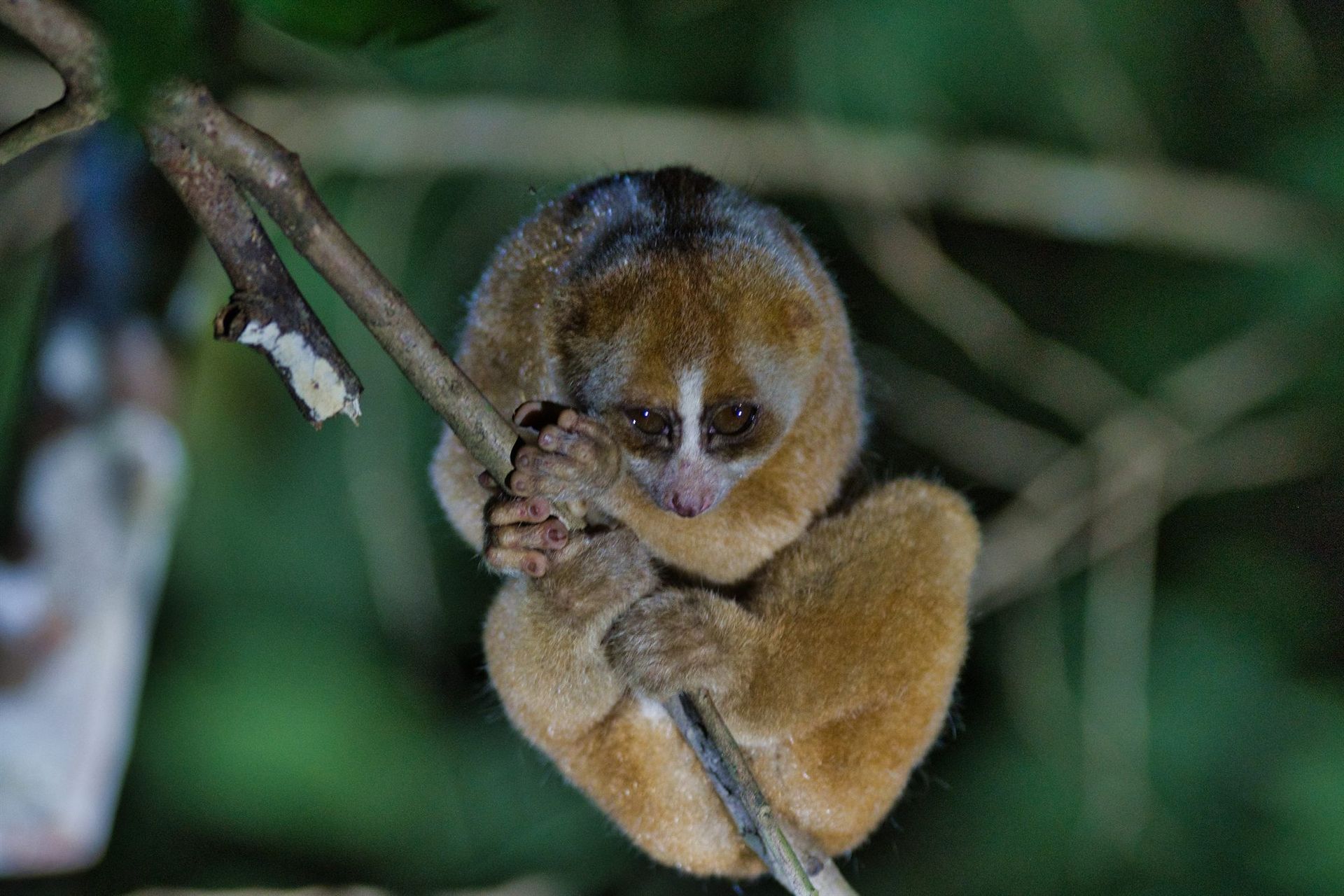 Philippine Slow Loris