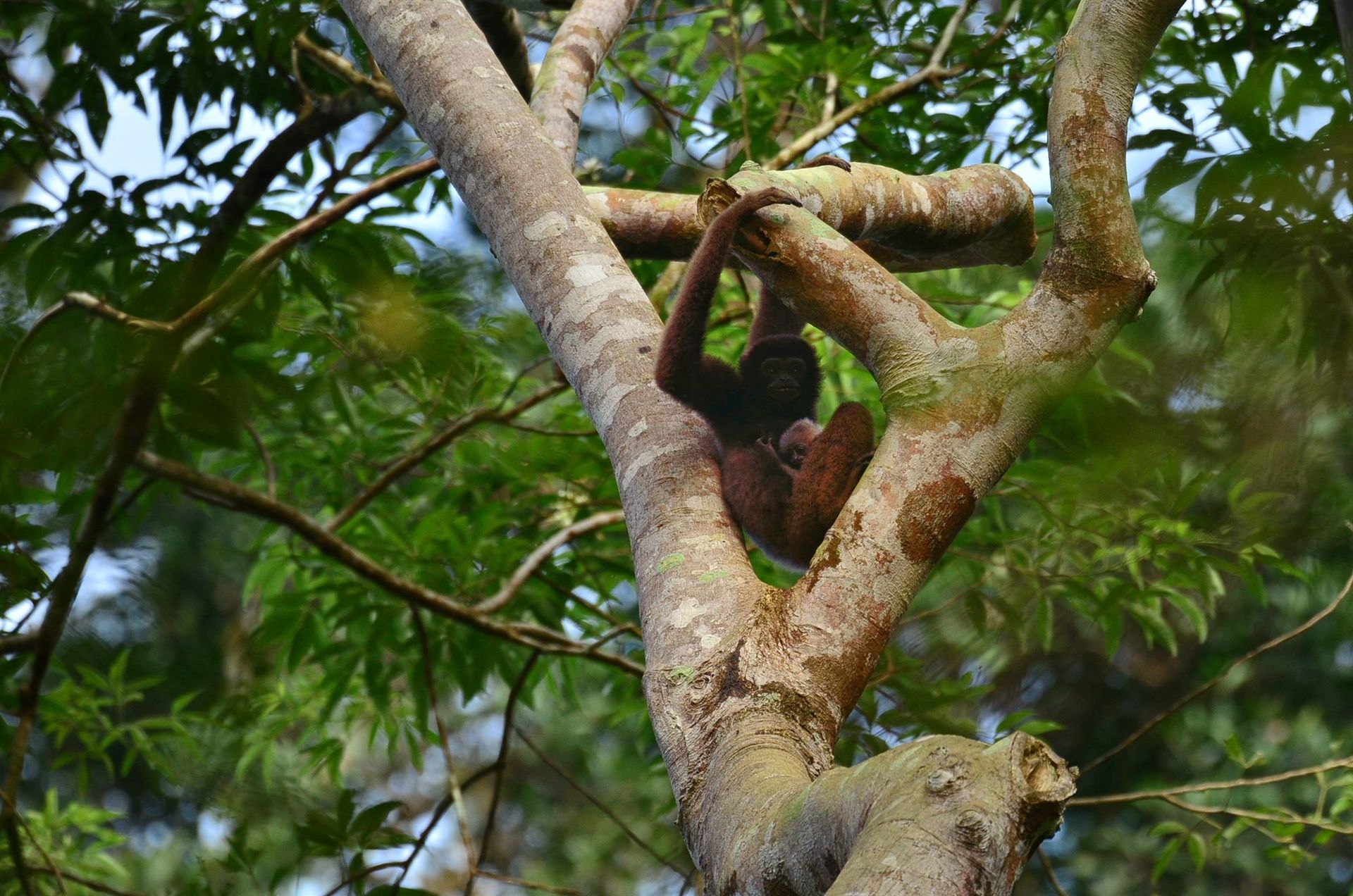 Mother gibbon carrying baby in tree, Deramakot