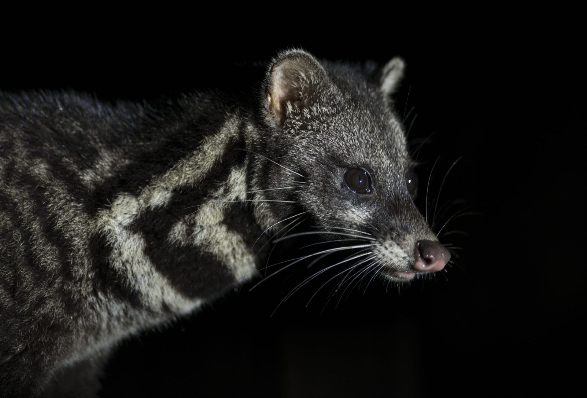 Malay Civet