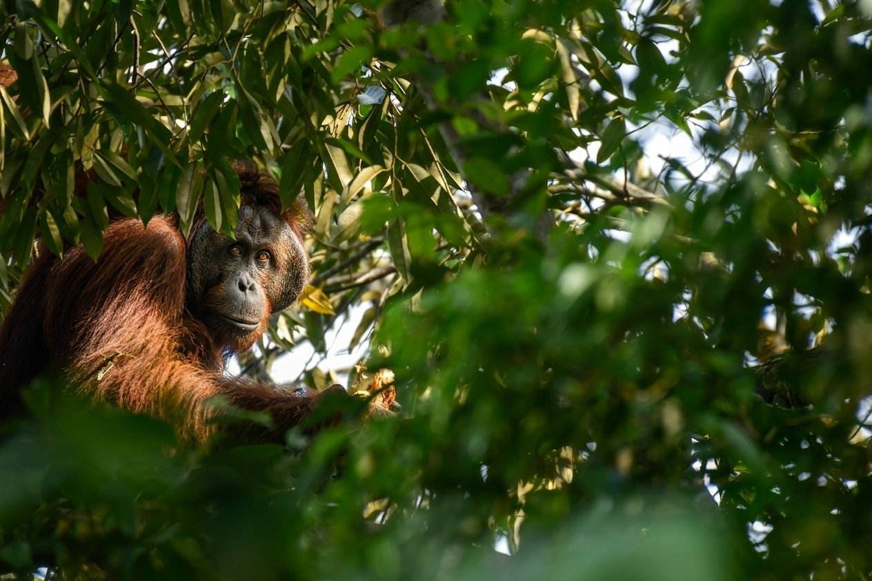 Male Bornean Orangutan in the canopy, Deramakot