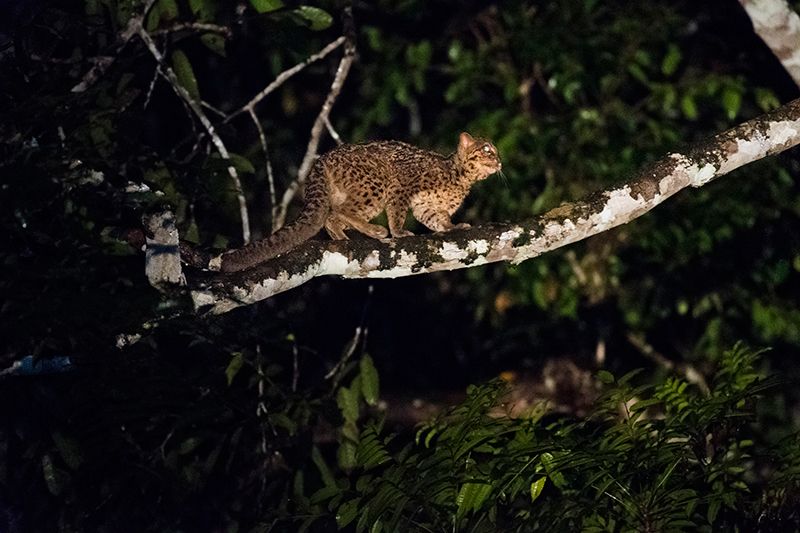 Marbled Cat on a branch at night, Deramakot