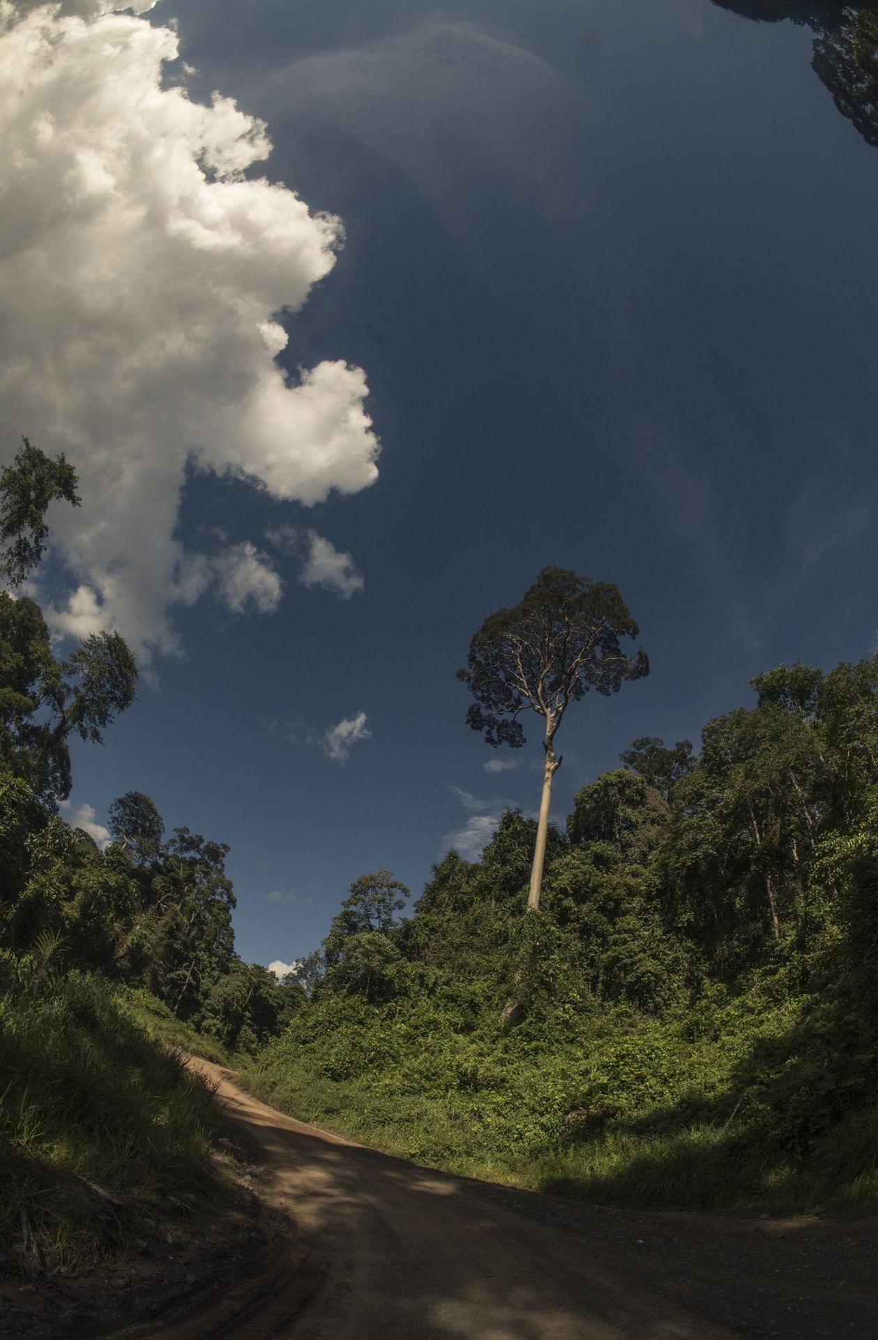 Giant Mengaris tree rising above Deramakot forest road