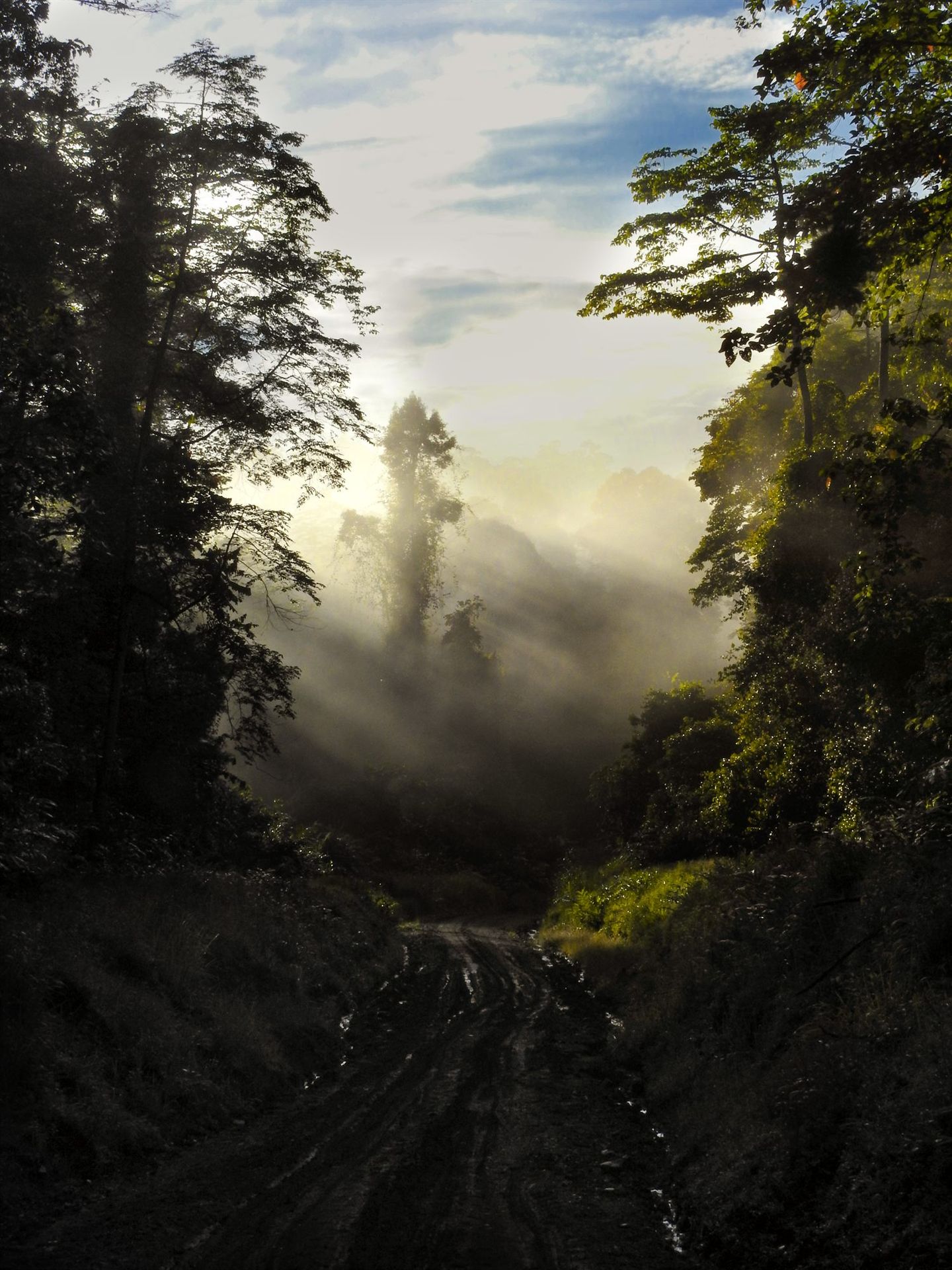 Misty forest road, Deramakot dawn