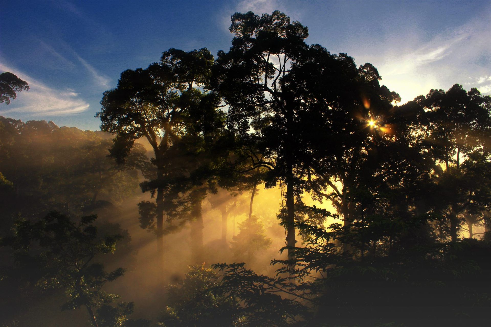 Golden sunrise over Deramakot forest canopy