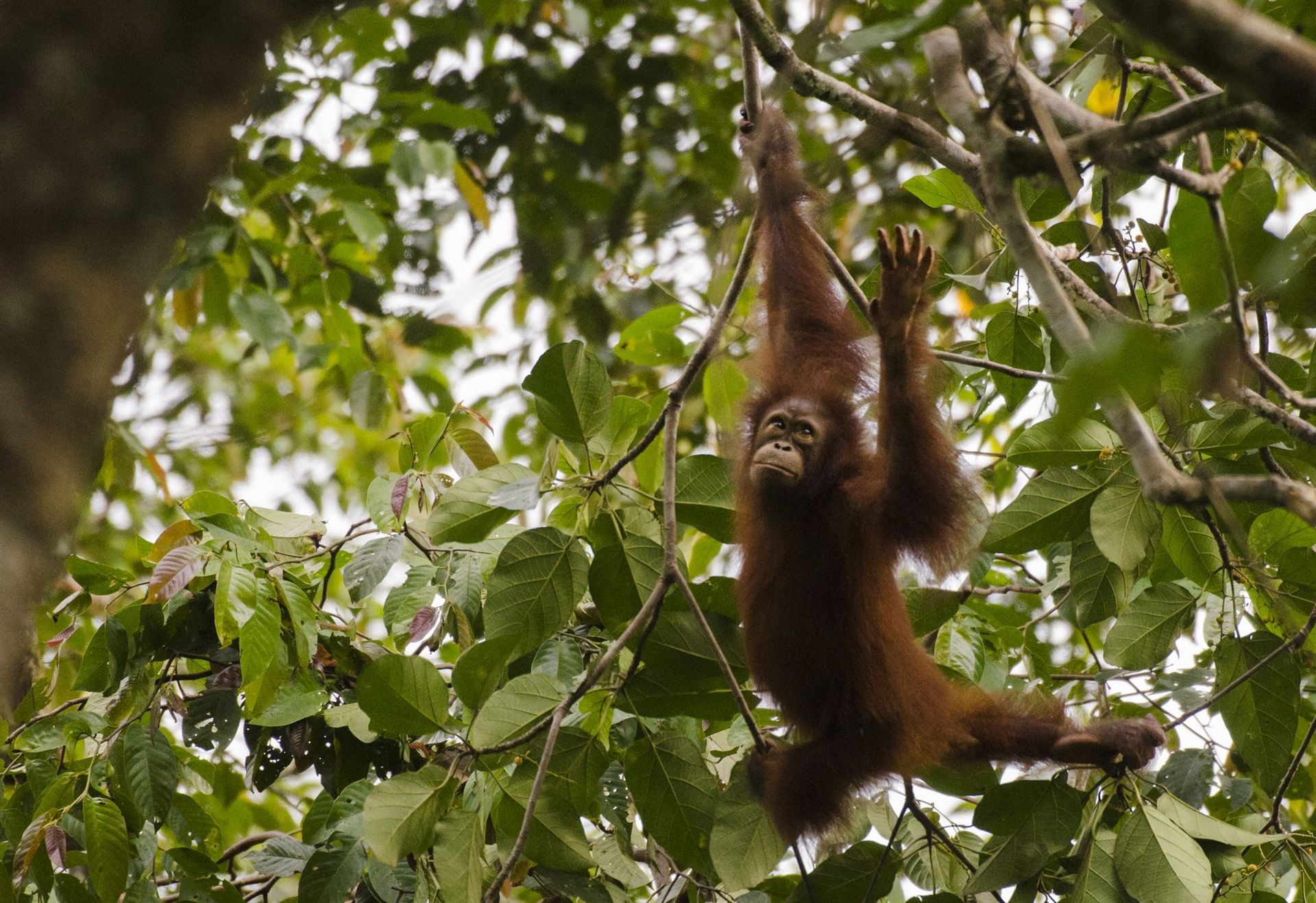 Bornean Orangutan in canopy, Deramakot