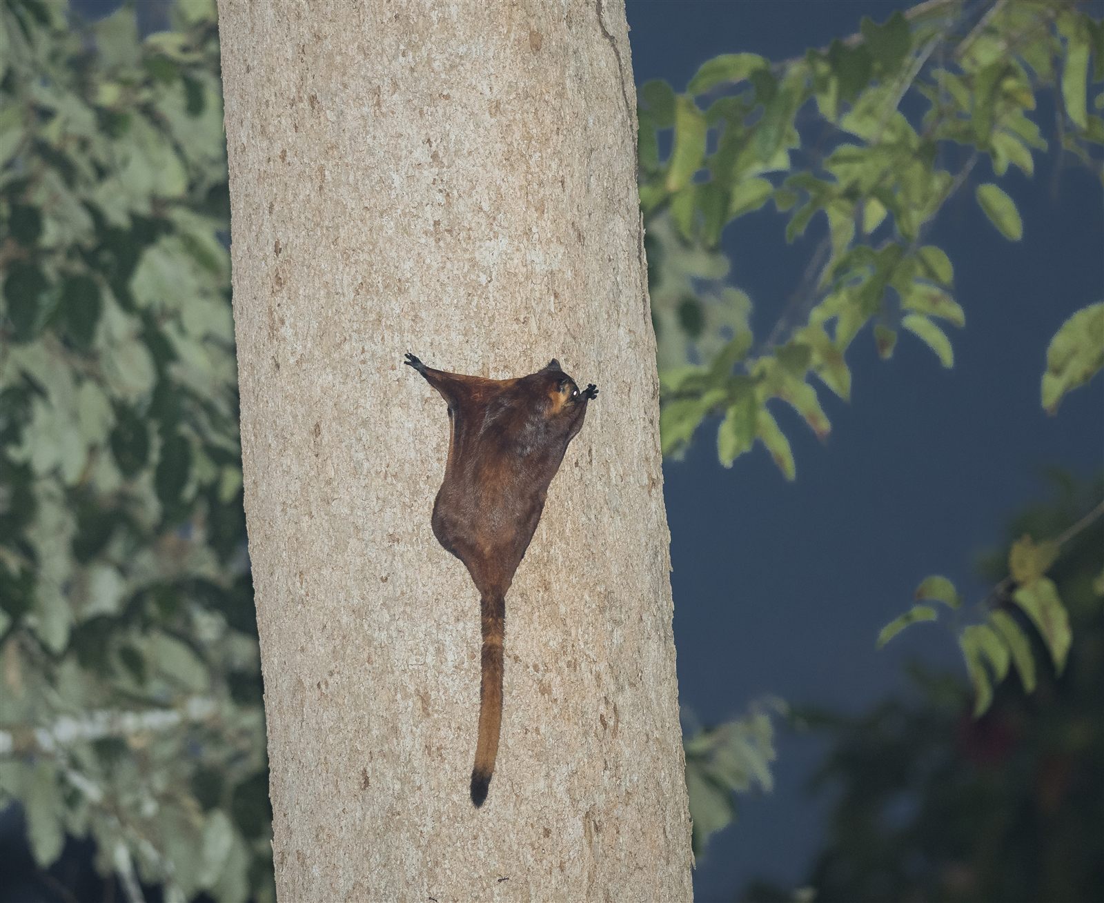 Red Giant Flying Squirrel gliding onto a tree trunk at night, Deramakot